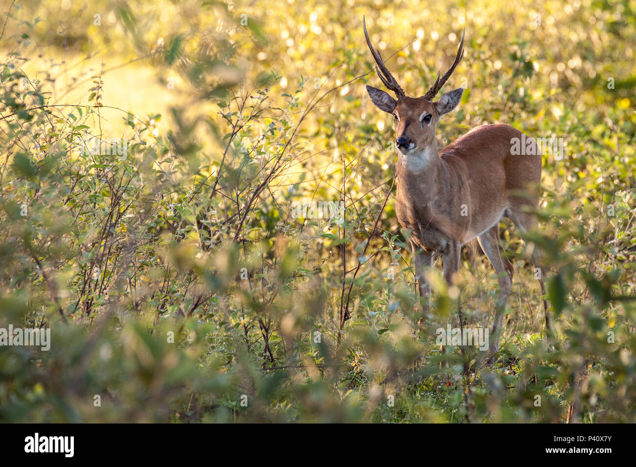 Fazenda Barra Mansa - Aquidauana-MS Veado Veado-mateiro veado-vermelho veado-guatapará guaçupita guaçuetê catingueiro pardo e suaçupita suaçuapita faune animal Mazama americana Natureza Aquidauna Pantanal Mato Grosso do Sul Brasil Centro Oeste Banque D'Images