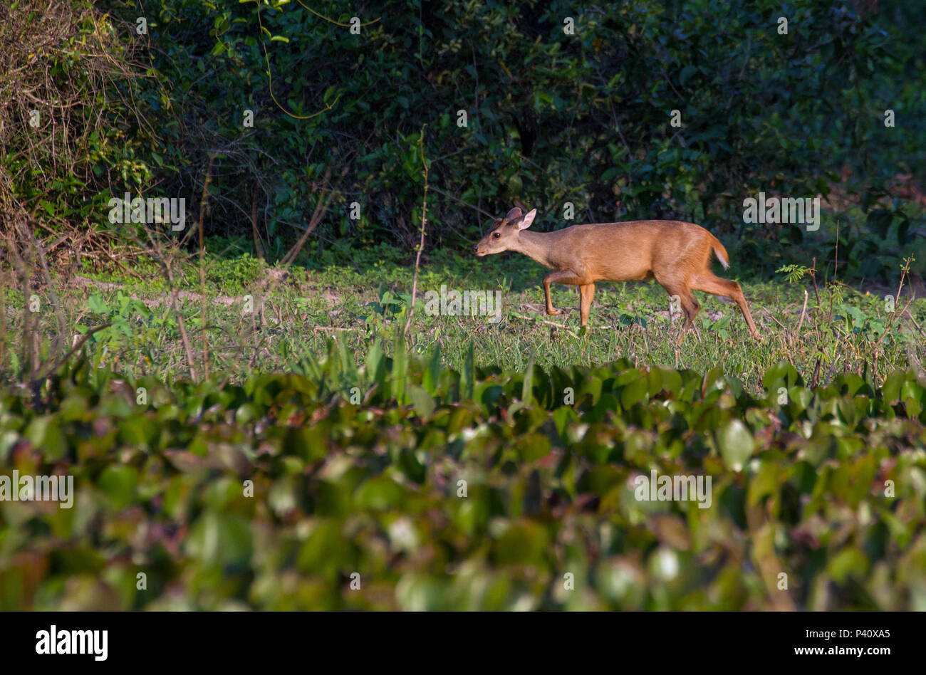 Fazenda Pouso Alegre - Poconé MT Veado Veado-mateiro veado-vermelho veado-guatapará guaçupita guaçuetê catingueiro pardo e suaçupita suaçuapita faune animal Mazama americana Natureza Pantanal Mato Grosso Brasil Centro Oeste Banque D'Images