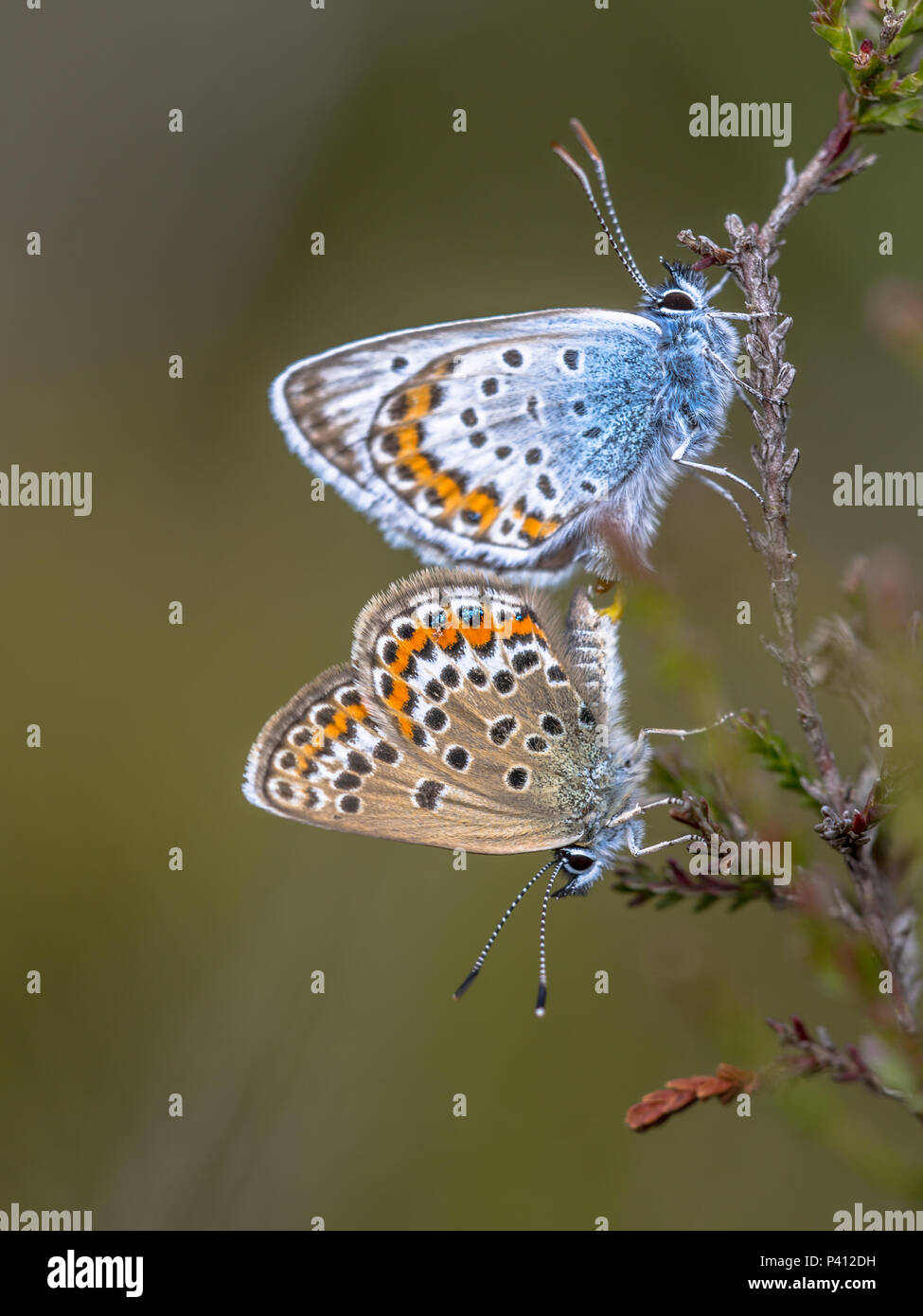 Paire de clous d'argent-bleu (Plebejus argus) Accouplement de papillons sur plante hôte bruyère commune (Calluna vulgaris) dans l'habitat naturel Banque D'Images