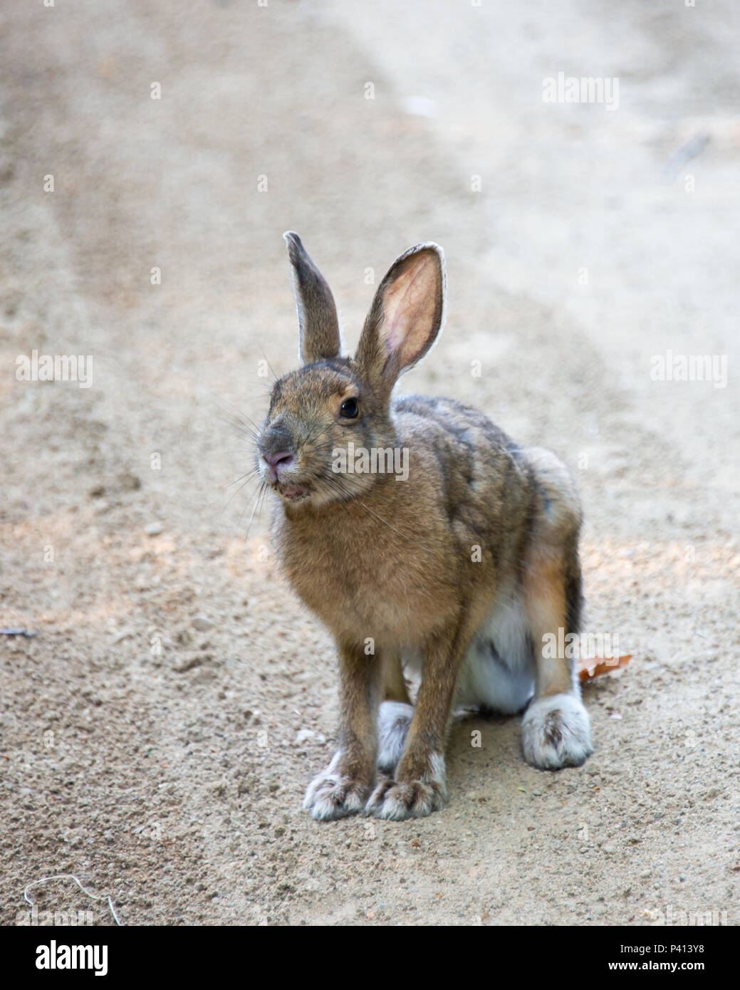 Un lièvre d'Amérique, ou le lapin, Lepus americanus, morph en été assis sur une route de sable dans les Adirondacks, NY USA Banque D'Images