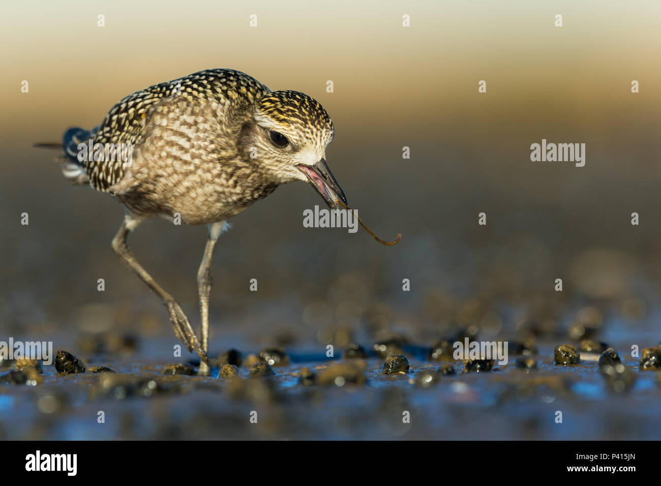 Pluvier argenté attraper un ver Banque D'Images