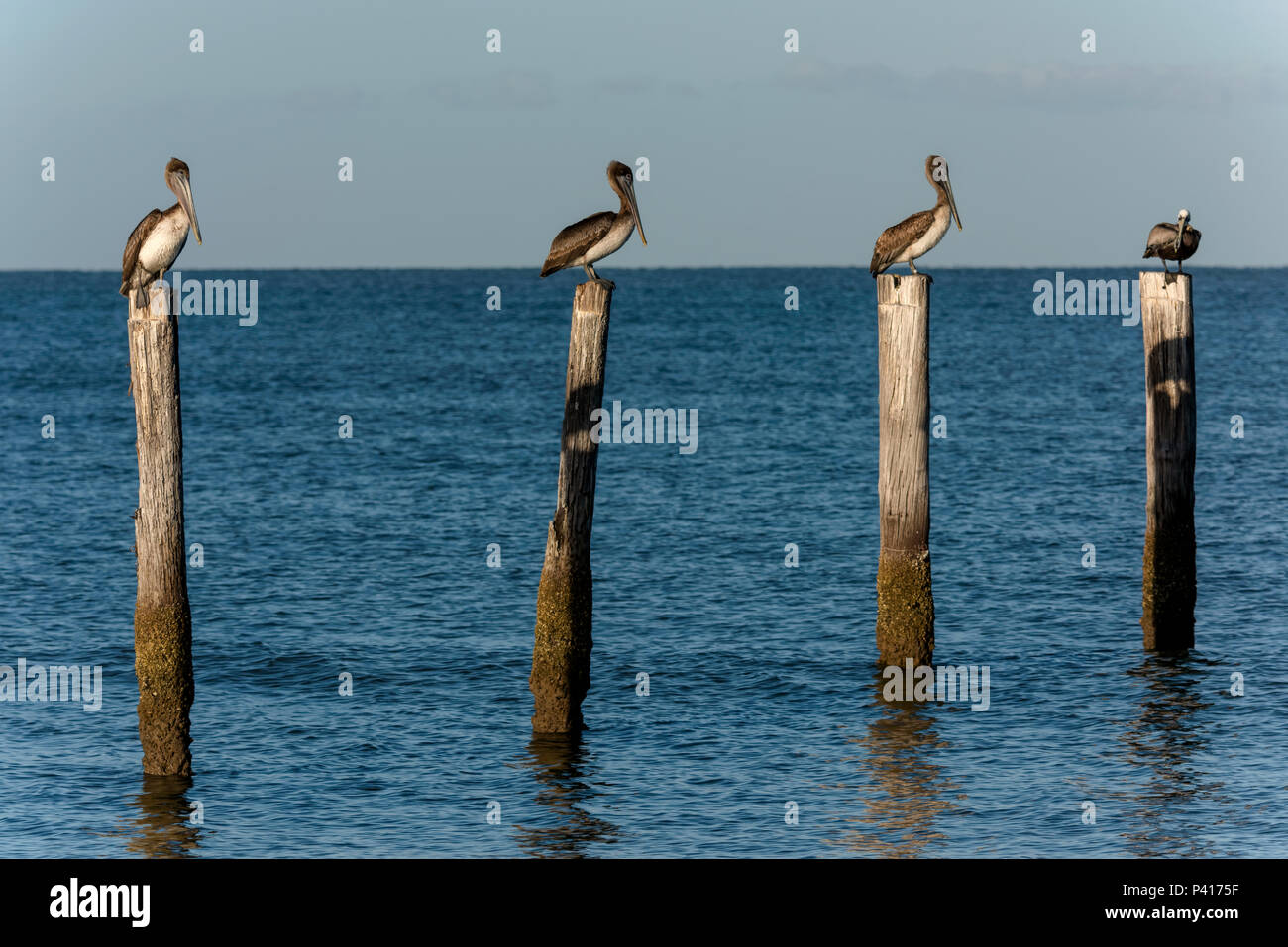 Le Pélican brun assis sur des poteaux dans l'océan. Banque D'Images