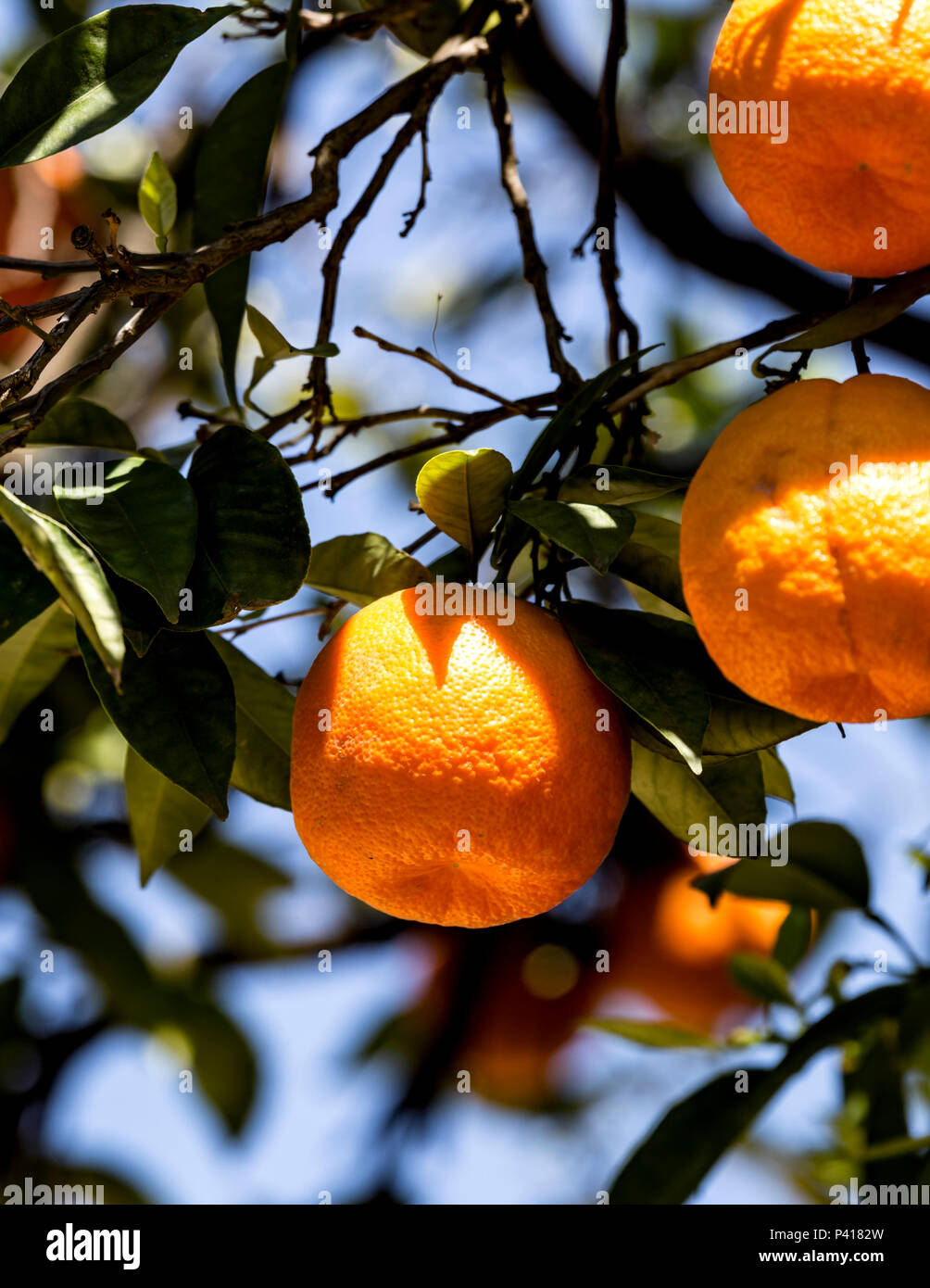 Oranges mûres sur l'arbre, Séville, Andalousie, espagne. Banque D'Images