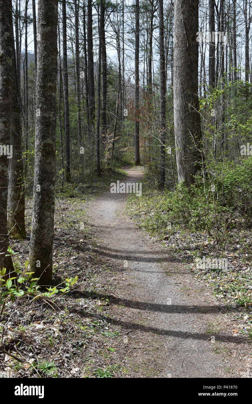 Un sentier dans la forêt nationale de Pisgah. Banque D'Images