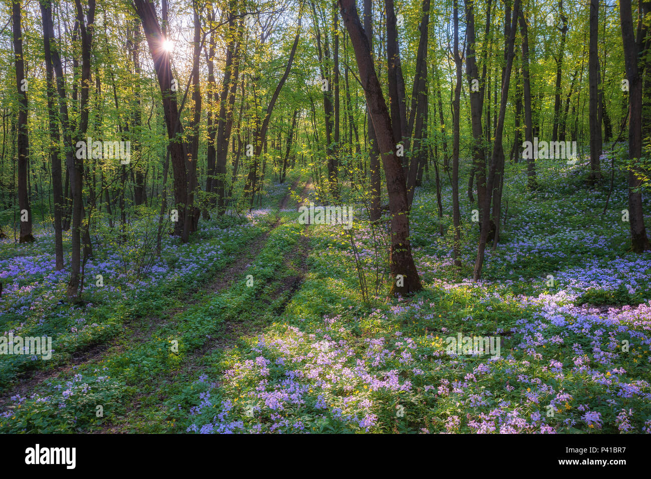 Majestueux Paysage de printemps, fleurs sauvages en bois, nature background Banque D'Images
