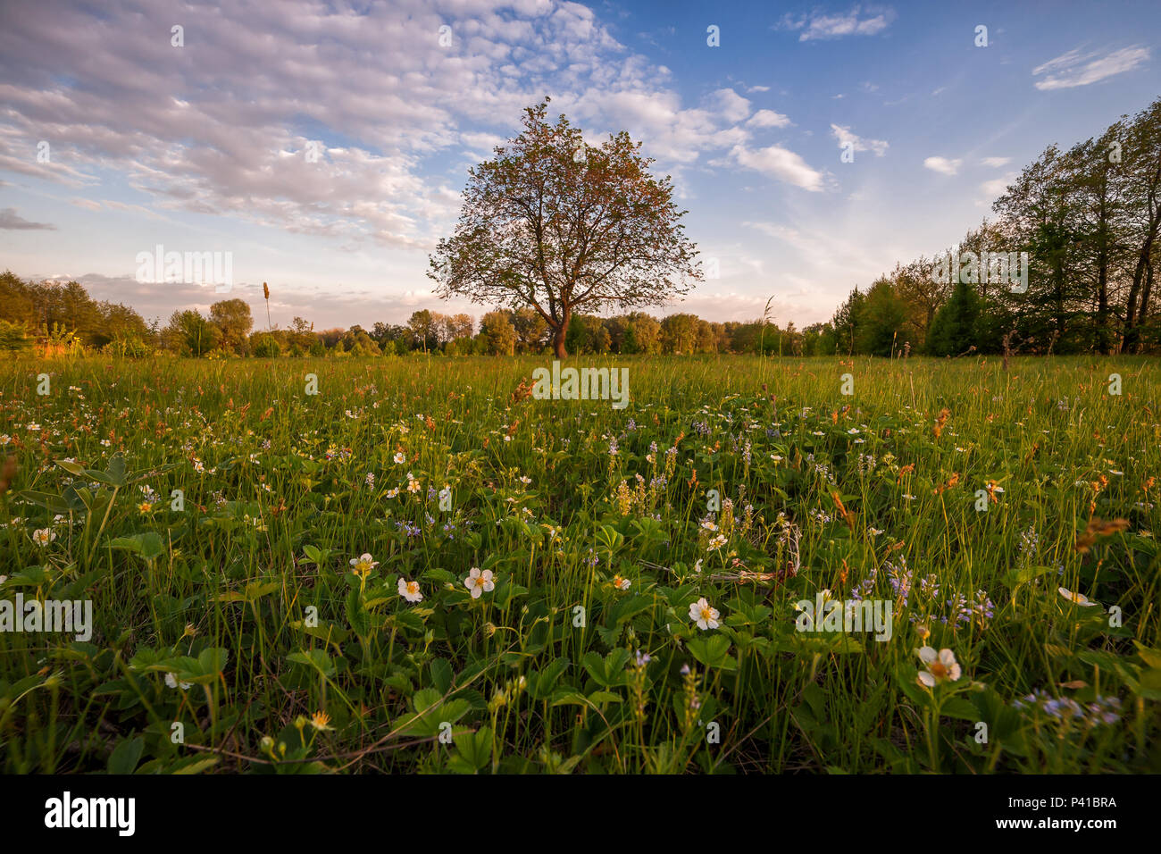 Paysage de printemps avec fleurs de fraises sur prairie et lonely tree, soir voir Banque D'Images