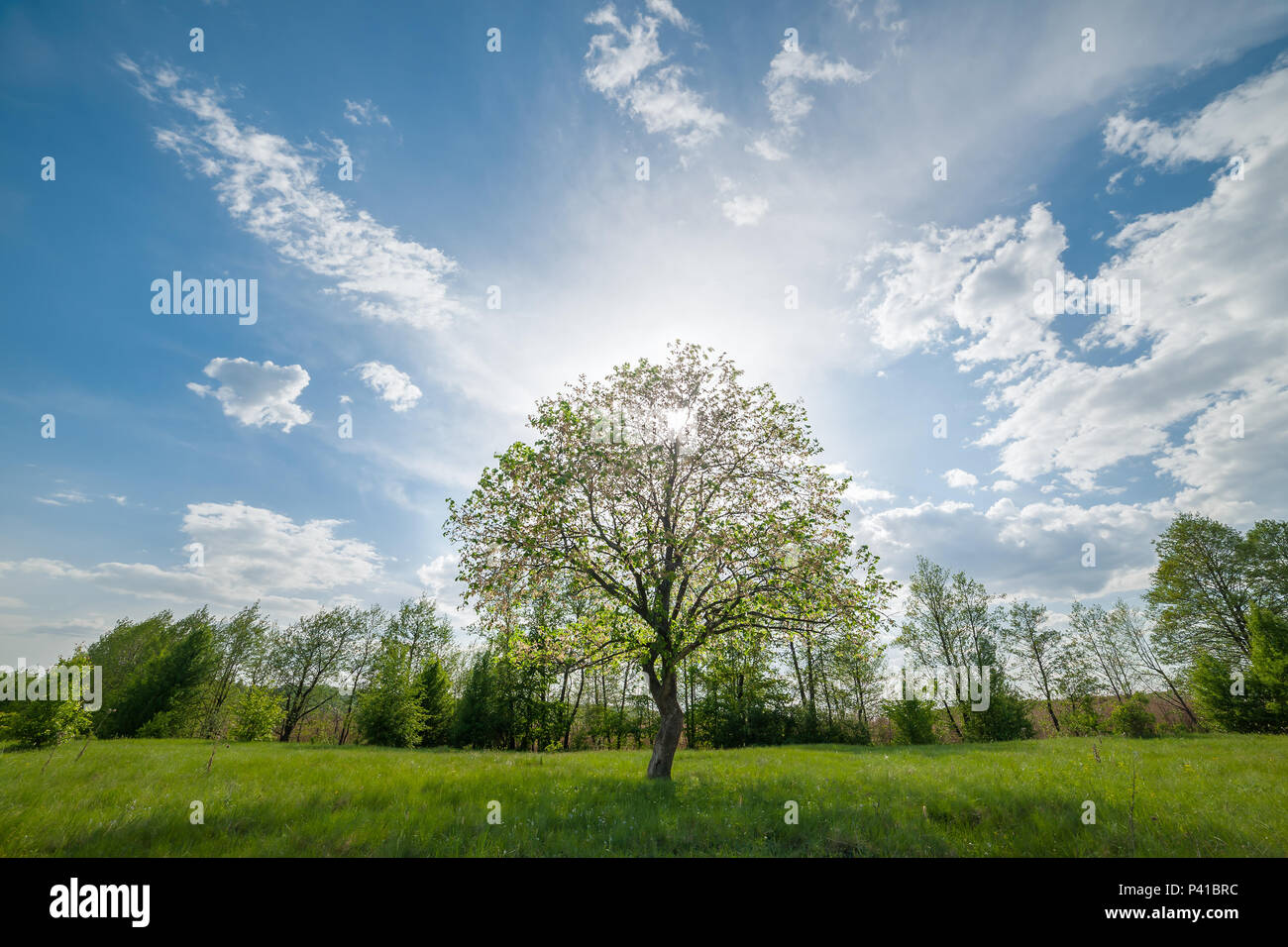 Beau paysage avec lonely tree vert prairie au printemps, des nuages et du soleil dans le ciel Banque D'Images