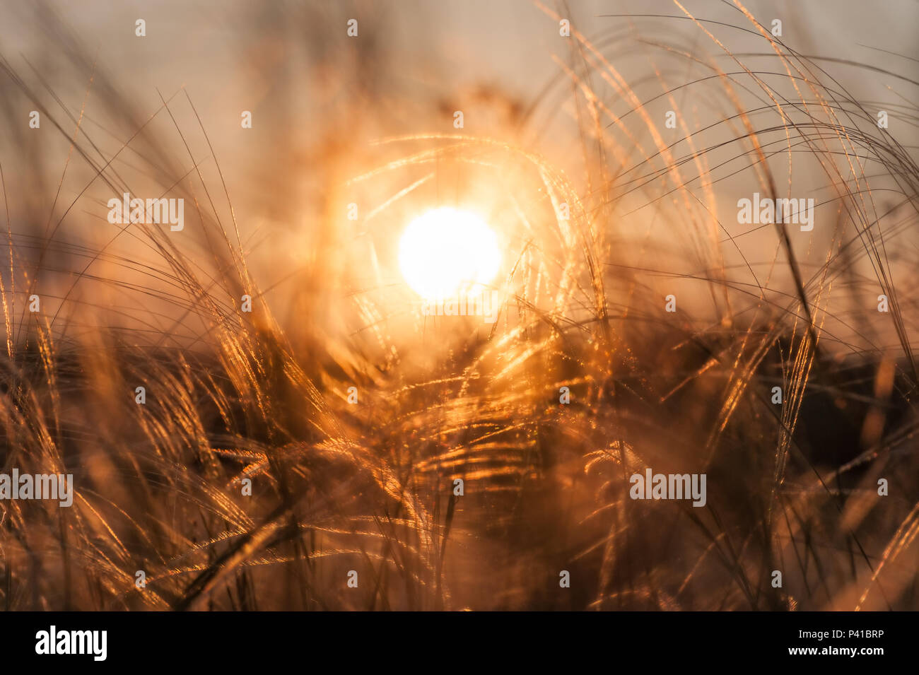 Nature fond avec de l'herbe et de plumes soleil, selective focus Banque D'Images