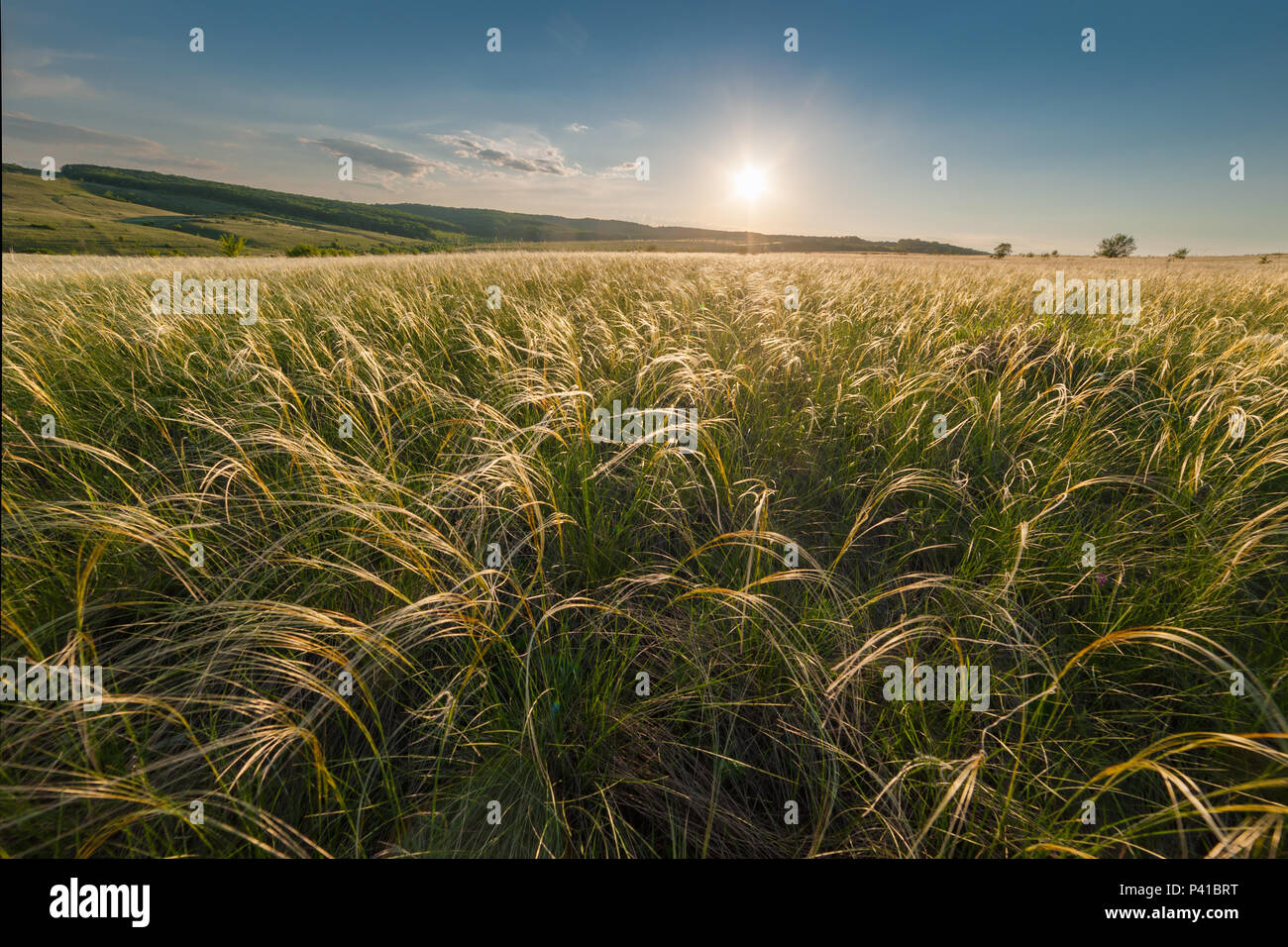 Paysage d'été avec des herbes en steppe et soleil, scène rurale Banque D'Images