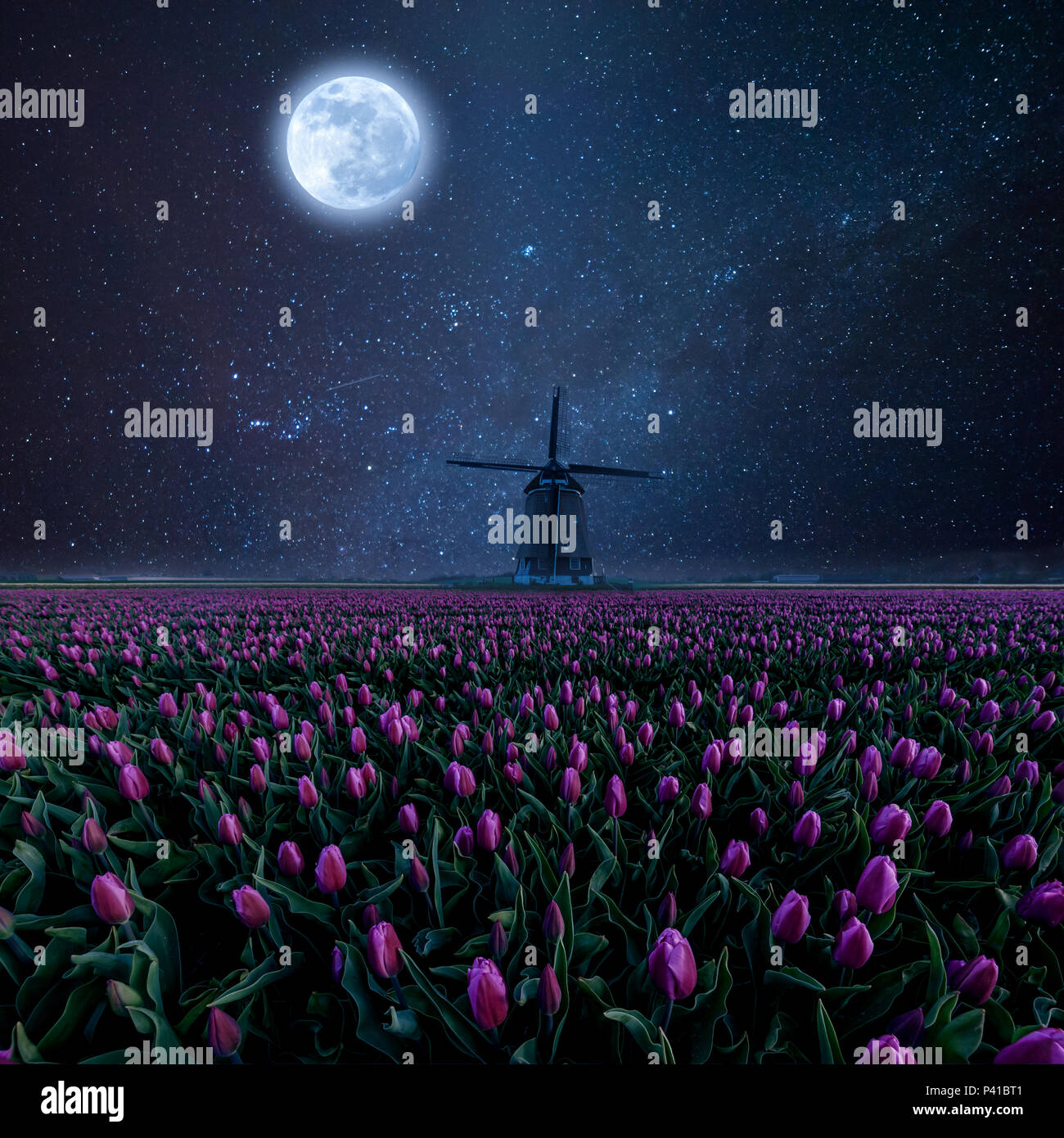 Nuit champ de tulipes et moulin à vent. Paysage avec des étoiles, la lune et les fleurs Banque D'Images
