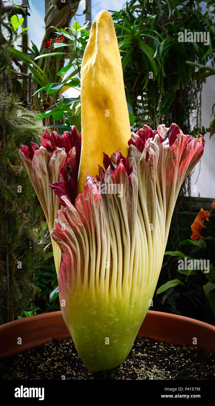 Le cadavre rare fleur, célèbre comme il fleurit rarement et pour t'est l'odeur nauséabonde chair en putréfaction, également connu sous le nom de l'arum titan d'Indonésie Banque D'Images