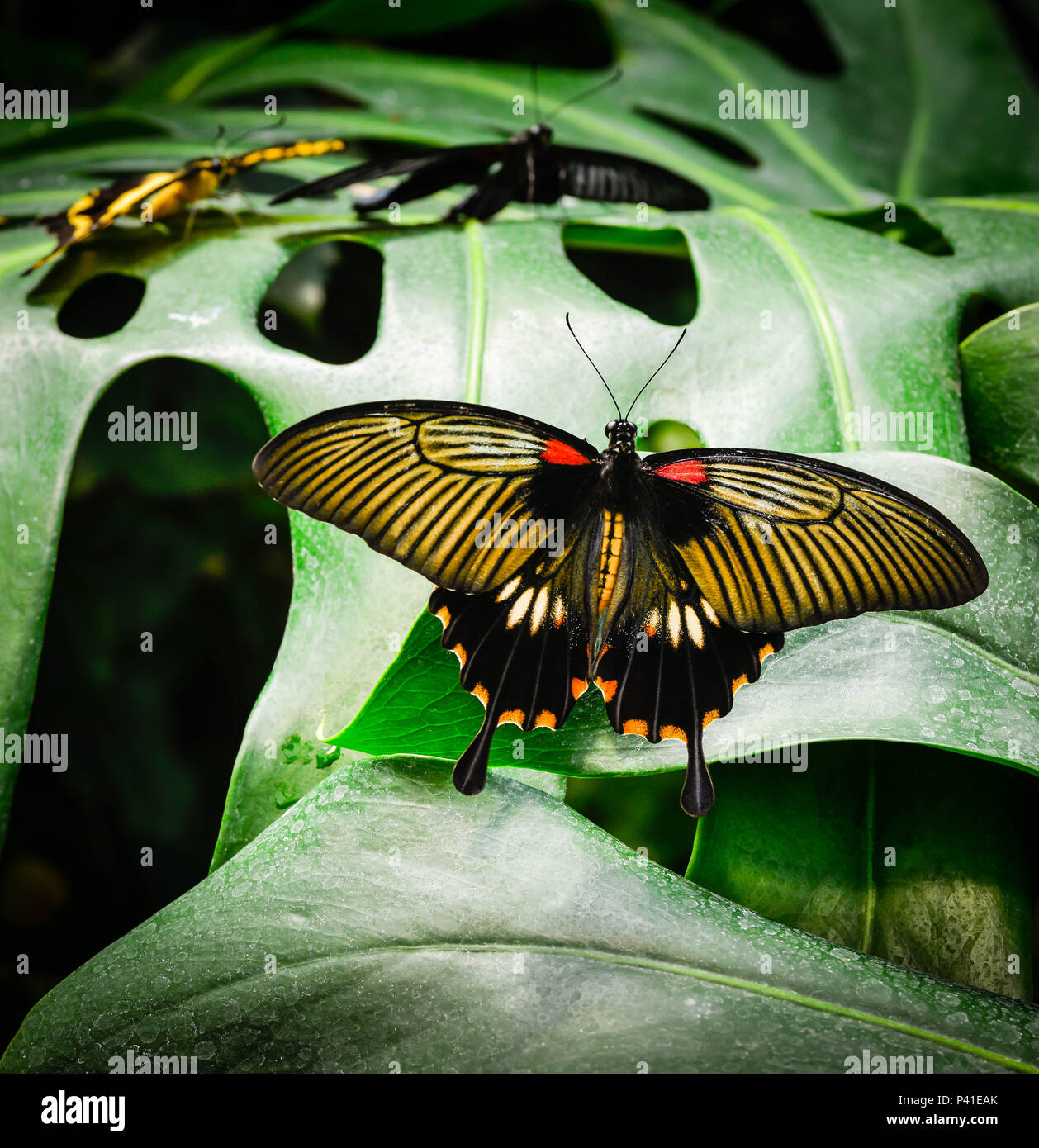 Un papillon exotique de l'or, noir, rouge et orange, reposant sur les feuilles des plantes vertes géantes avec d'autres butterfiles in soft focus contexte Banque D'Images