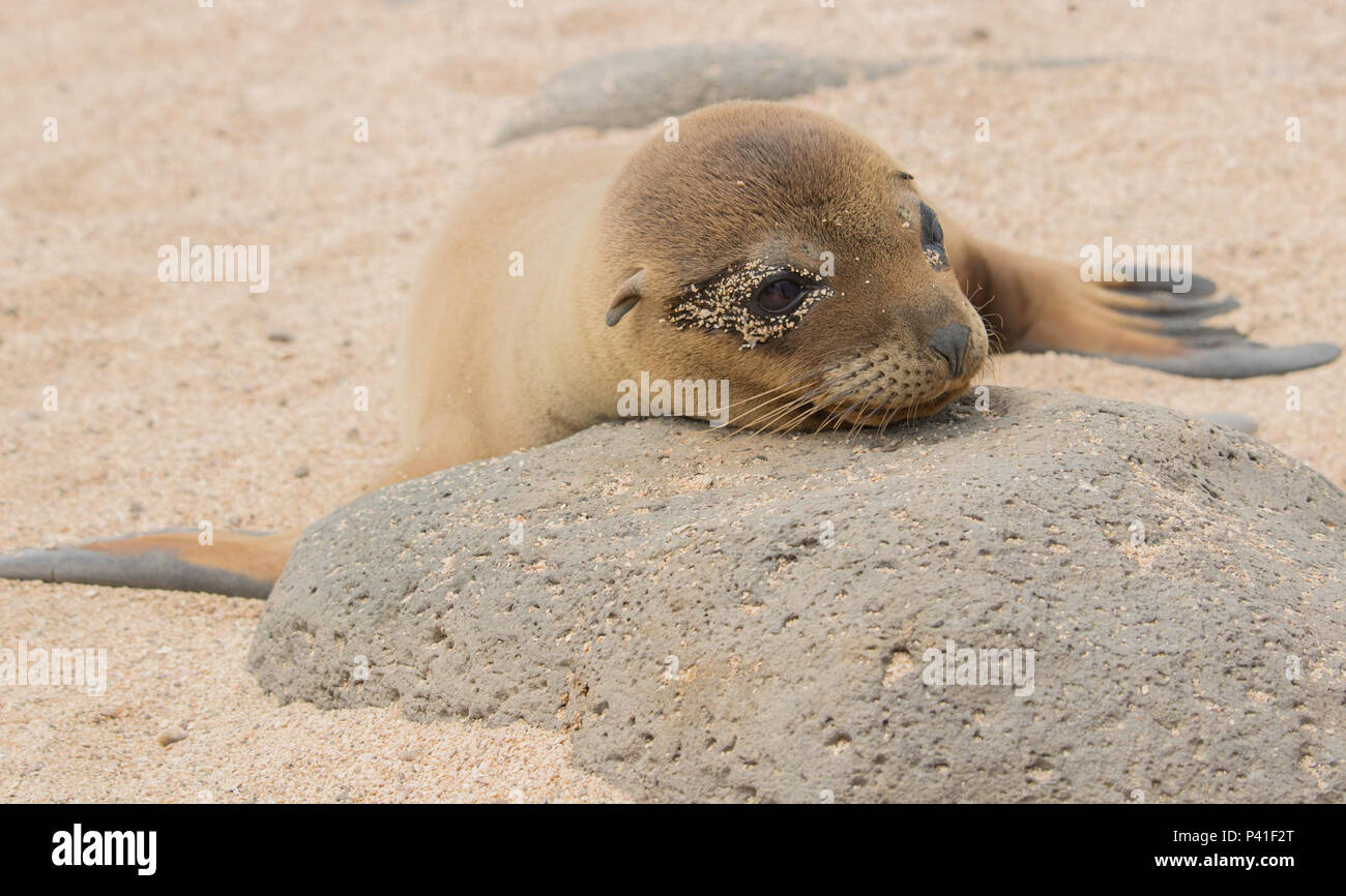 Bebe Lion De Mer Galapagos Reposant Sur Un Rocher Dans L Ile Seymour Nord Apres Avoir Joue Dans Le Soleil Avec Ses Freres Et Sœurs Photo Stock Alamy