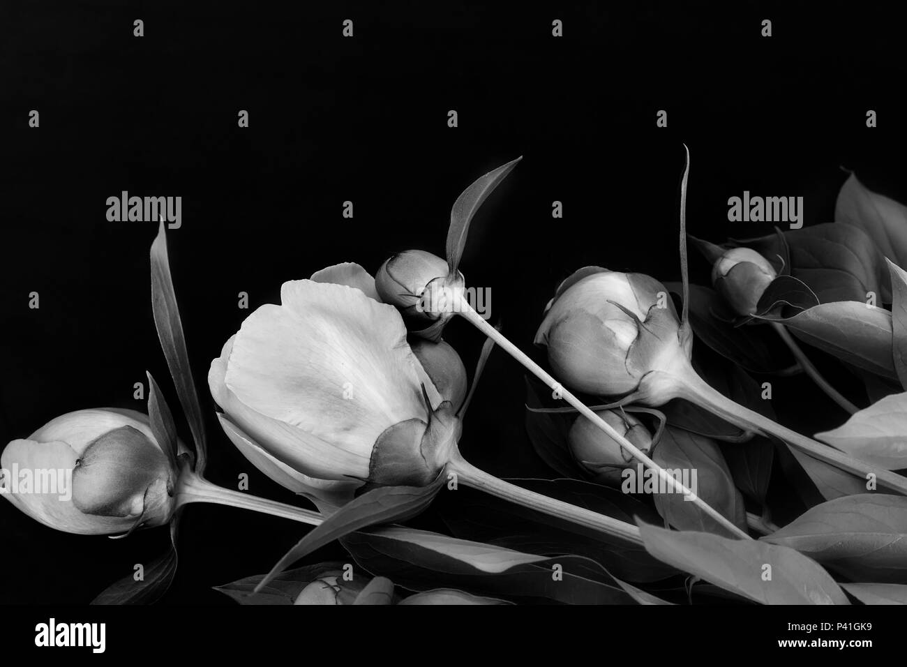 Les Pivoines à fleurs sur fond noir. Banque D'Images