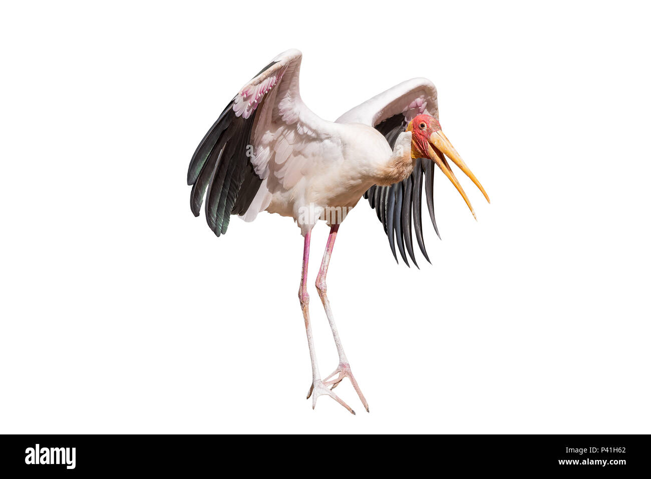 Yellow-billed stork isolé sur fond blanc, vu en Afrique du Sud Banque D'Images