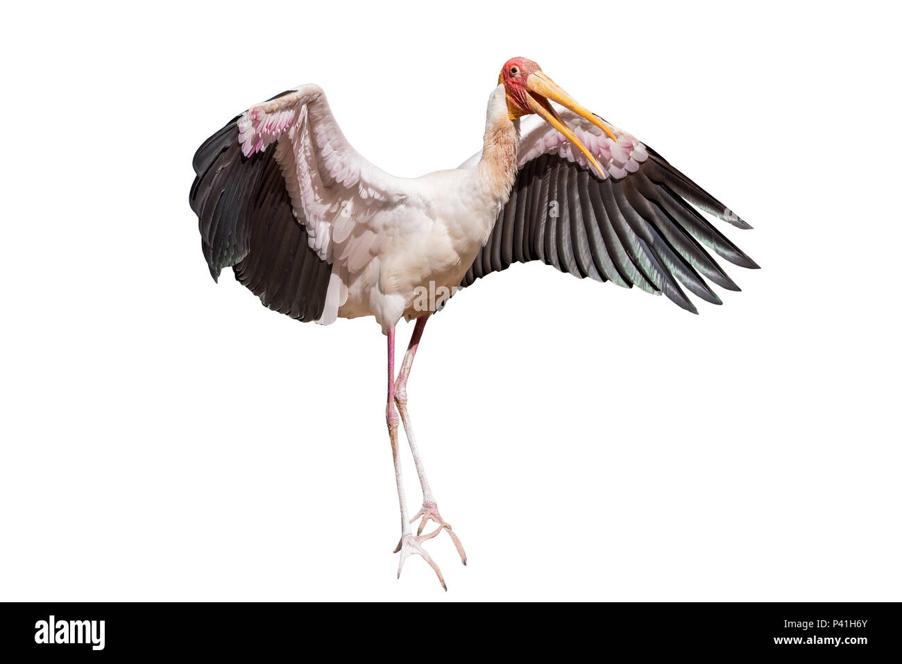 Yellow-billed stork isolé sur fond blanc, vu en Afrique du Sud Banque D'Images
