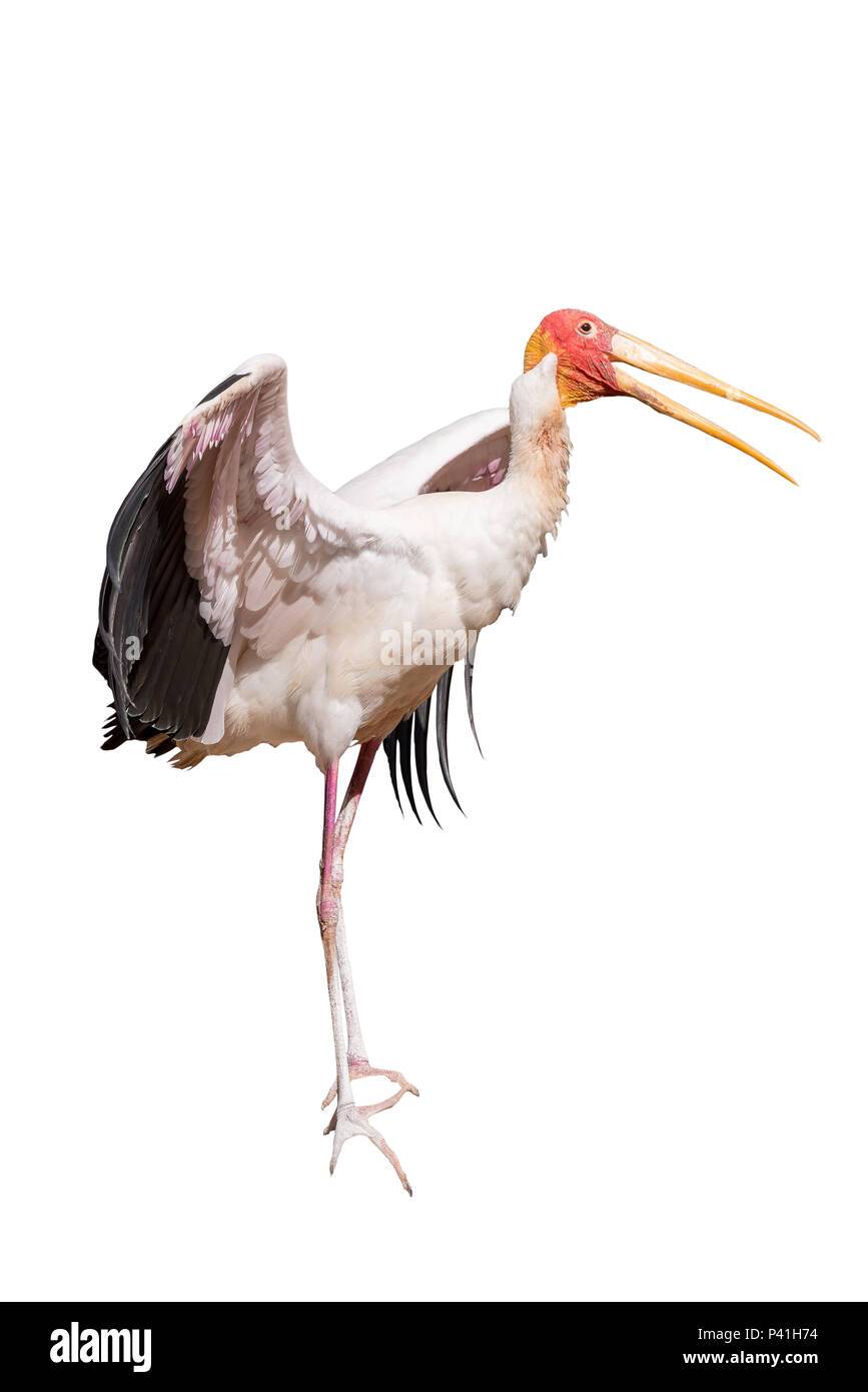 Yellow-billed stork isolé sur fond blanc, vu en Afrique du Sud Banque D'Images