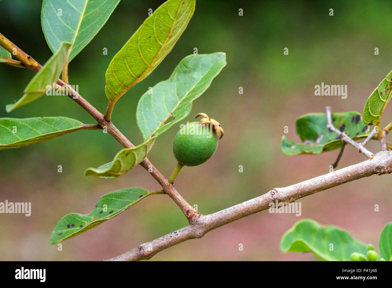 Aquidauana - MME Araçá Psidium araca Raddi fruta arbusto Fruto n'araçazeiro sorvetes refrescos sucos alimento líquido gastronomia culinária Aquidauana Cerrado Pantanal Mato Grosso do Sul Centro Oeste Brasil Banque D'Images