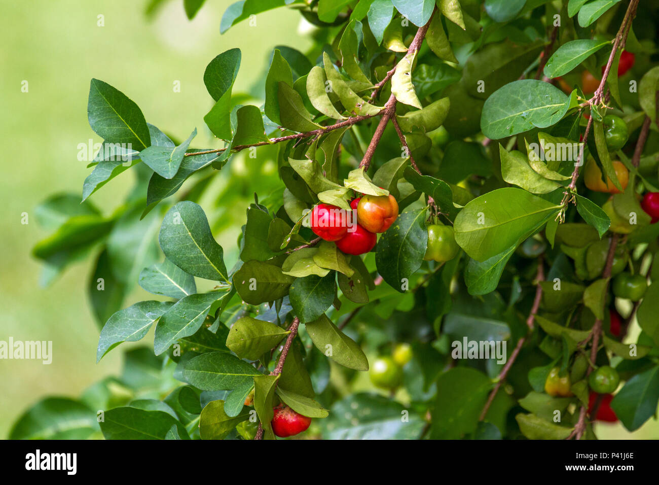 Aquidauana-MS l'Acérola Malpighia glabra L. cereja-das-antilhas cereja-de-Barbade fruta fruta rica em Vitamina C bebida bebida saudável suco suco de fruta alimento líquido Banque D'Images