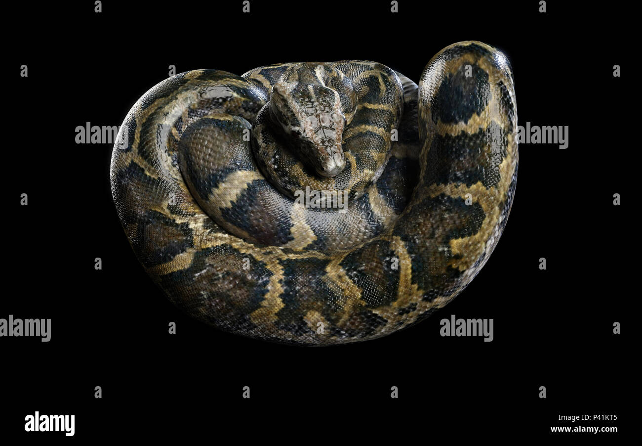 Boa Constrictor, le plus grand serpent venimeux isolé sur fond noir, Illustration 3d, 3D Rendering Banque D'Images