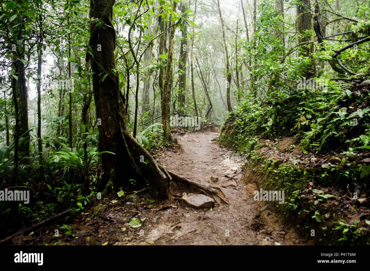 IntoTenorio Trail Volcano National Park Banque D'Images