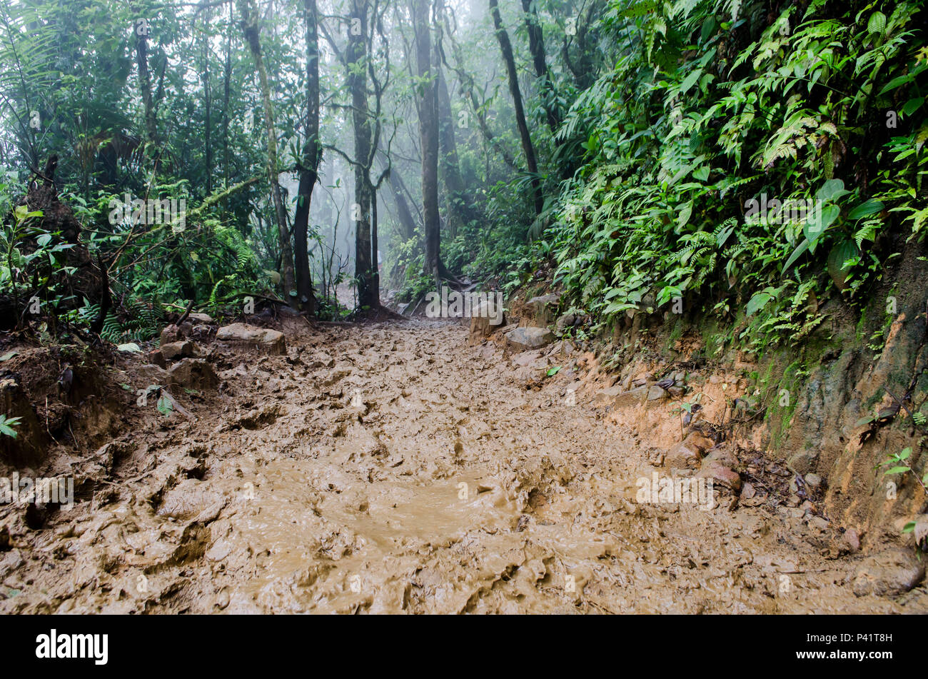 IntoTenorio Trail Volcano National Park Banque D'Images