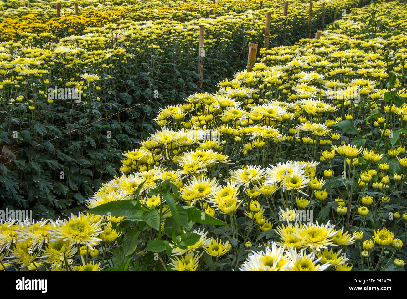 Holambra - SP Crisântemo Crisântemo Crisântemo flores-da-chine Crisântemo-do japão Avenue Flora Botanica estufas de flores plantação de flores Flores Flores Anuais Perenes chrysanthemum x morifolium Estufas Holambra intérieur de São Paulo São Paulo Brasil Banque D'Images