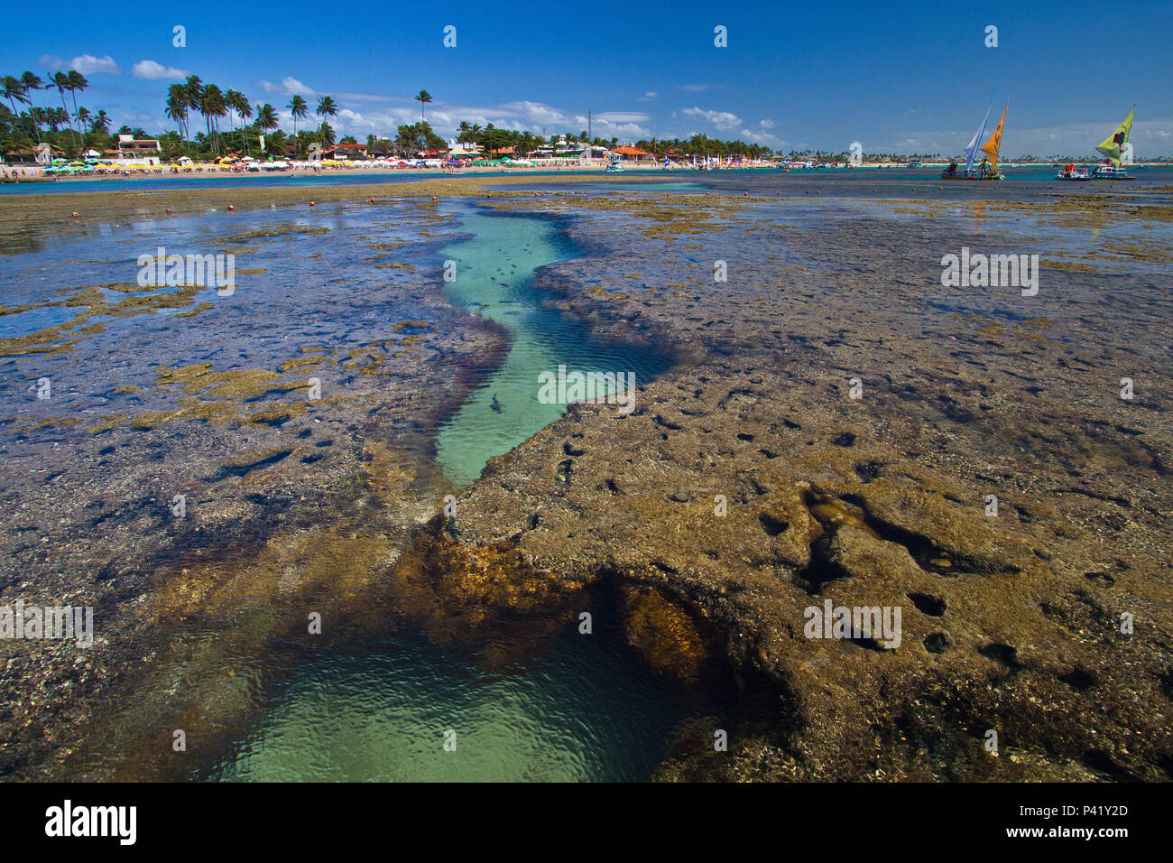 Porto de Galinhas Ipojuca--PE recifes de corais corais de Porto de Galinhas Natureza biodiversidade marinha jangadas de Porto de Galinhas embarcação Mar Oceano Atlântico Praia oceano peixes Verão Turismo Passeio Viagem Postal Cartão de Porto de Galinhas Porto de Galinhas Ipojuca Pernambuco Nordeste Brasil Banque D'Images