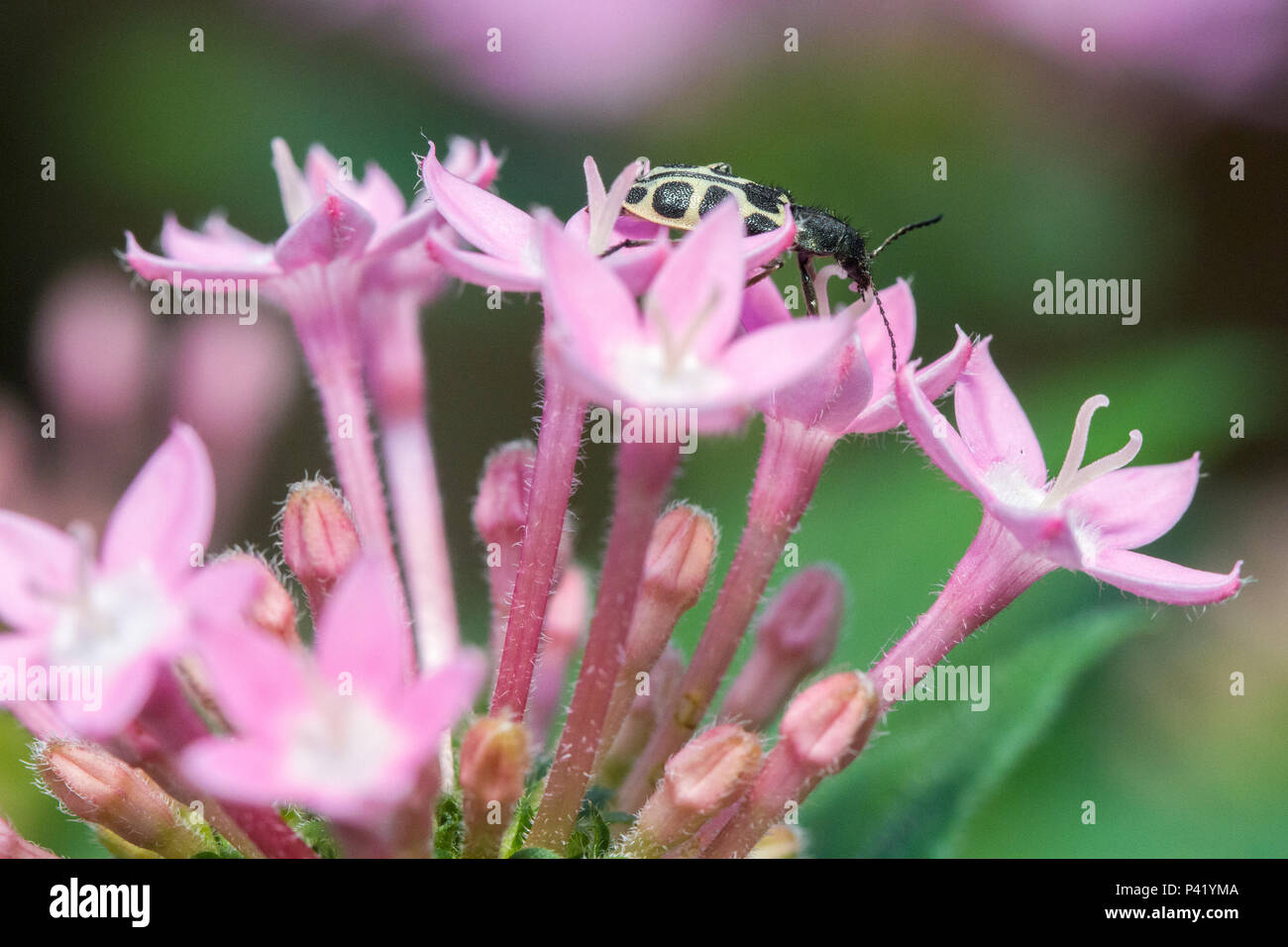 Coccinelle Joaninha polinização polinização Jardim da joaninha flor planta Botânica Estrela do Egito Pentas lanceolata Cacho-de-étoiles Pentas Show-de-étoiles Silena La faune La flore Inseto Brasil Banque D'Images