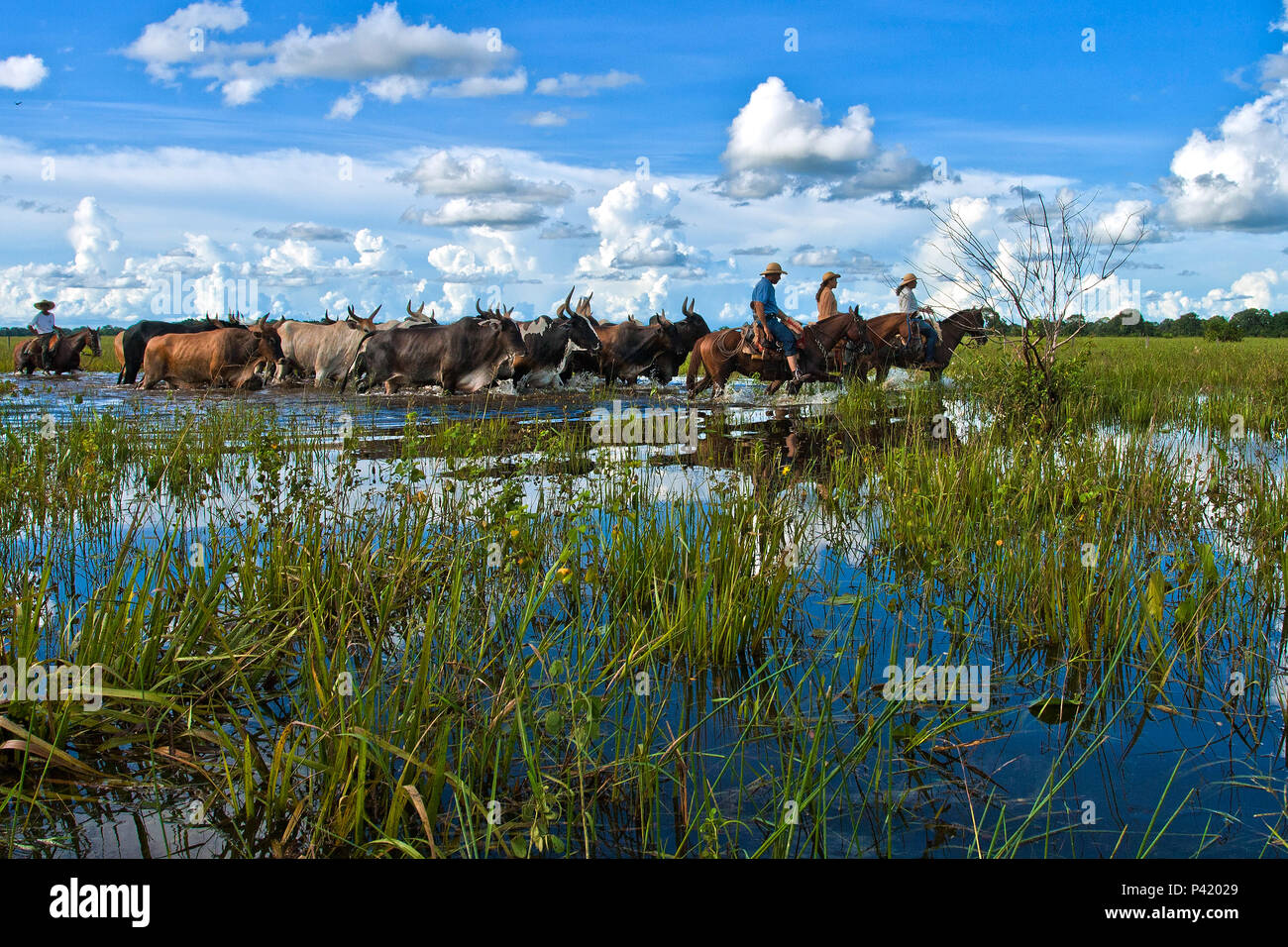 Fazenda Pouso Alto - Corumbá MS Gado Boiada Peão pantaneiro Fazenda  Pantanal Fazenda Pouso Alto Corumbá Mato Grosso do Sul Centro Oeste Brasil  Stock Photo - Alamy