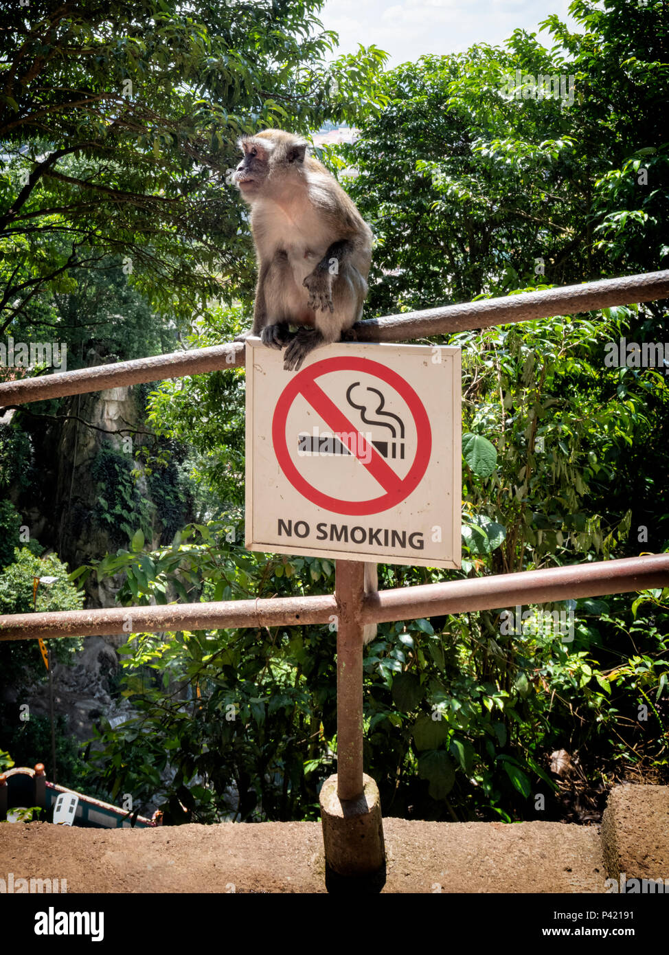 Les jeunes macaques à longue queue assis sur d'interdiction de fumer dans les grottes de Batu, Selangor, Malaisie Banque D'Images