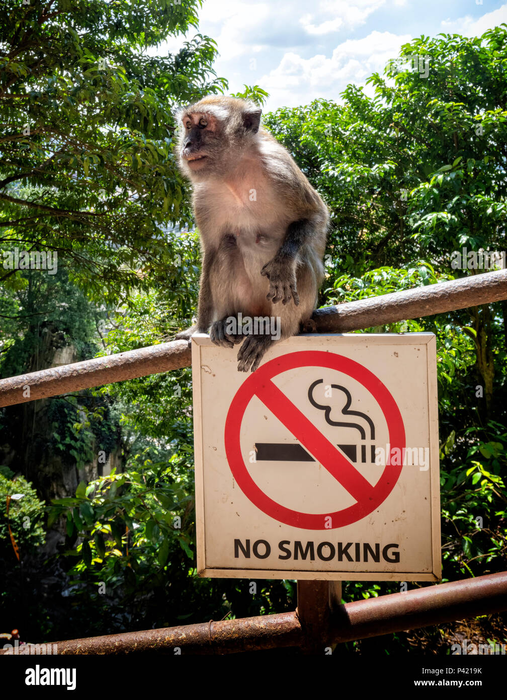 Les jeunes macaques à longue queue assis sur d'interdiction de fumer dans les grottes de Batu, Selangor, Malaisie Banque D'Images