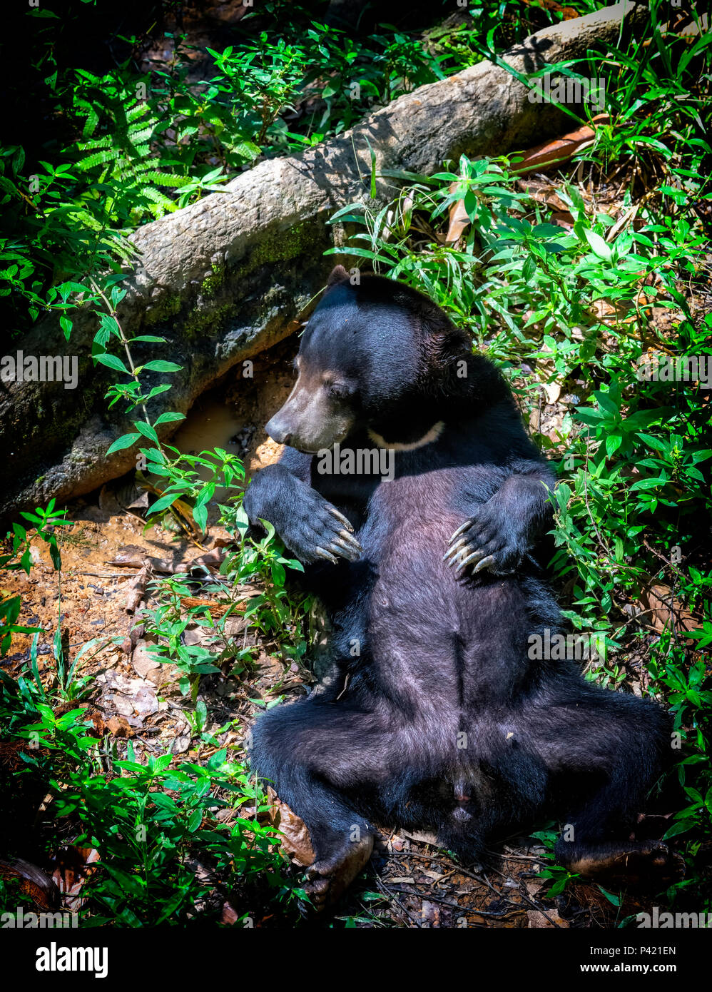 (Helarctos malayanus ours malais) allongé sur le dos dans la forêt tropicale au centre de conservation des ours malais à Sandakan, Sepilok, Bornéo, Malaisie Banque D'Images