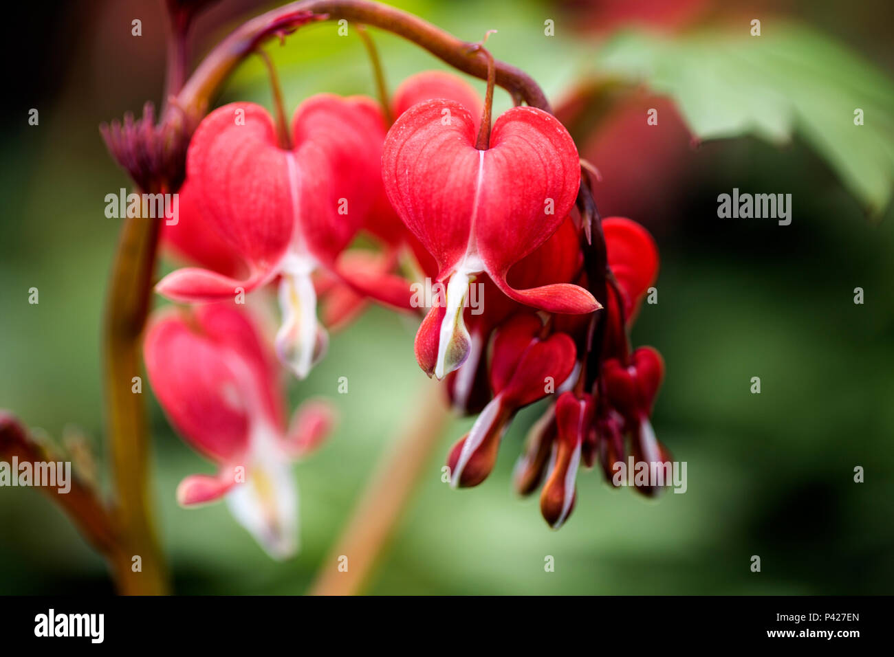 Lamprocapnos spectabilis, coeur saignant ou coeur saignant asiatique est une espèce de plante florale de la famille des papappes Banque D'Images