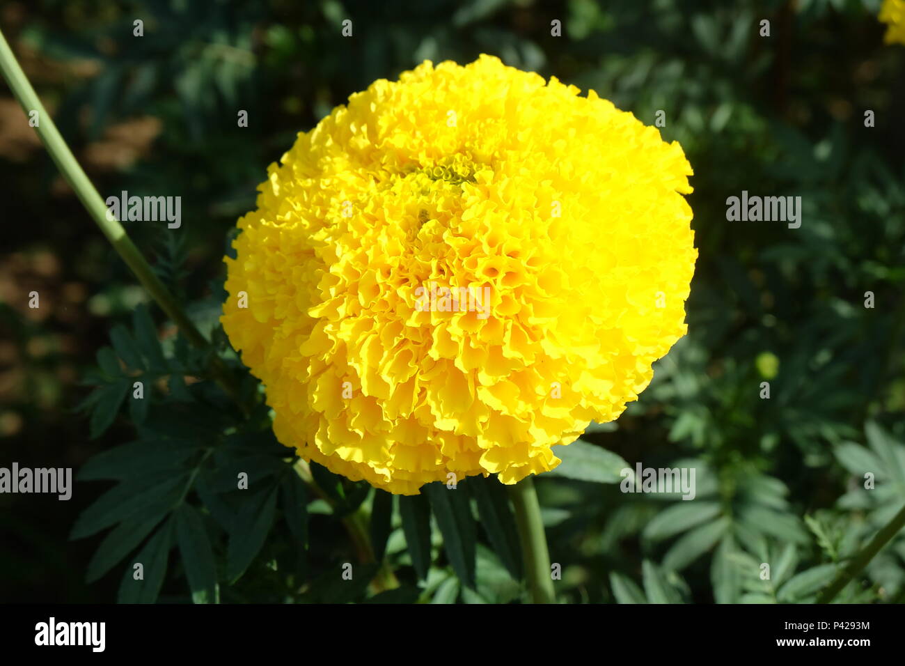 fleur de calendula Banque D'Images