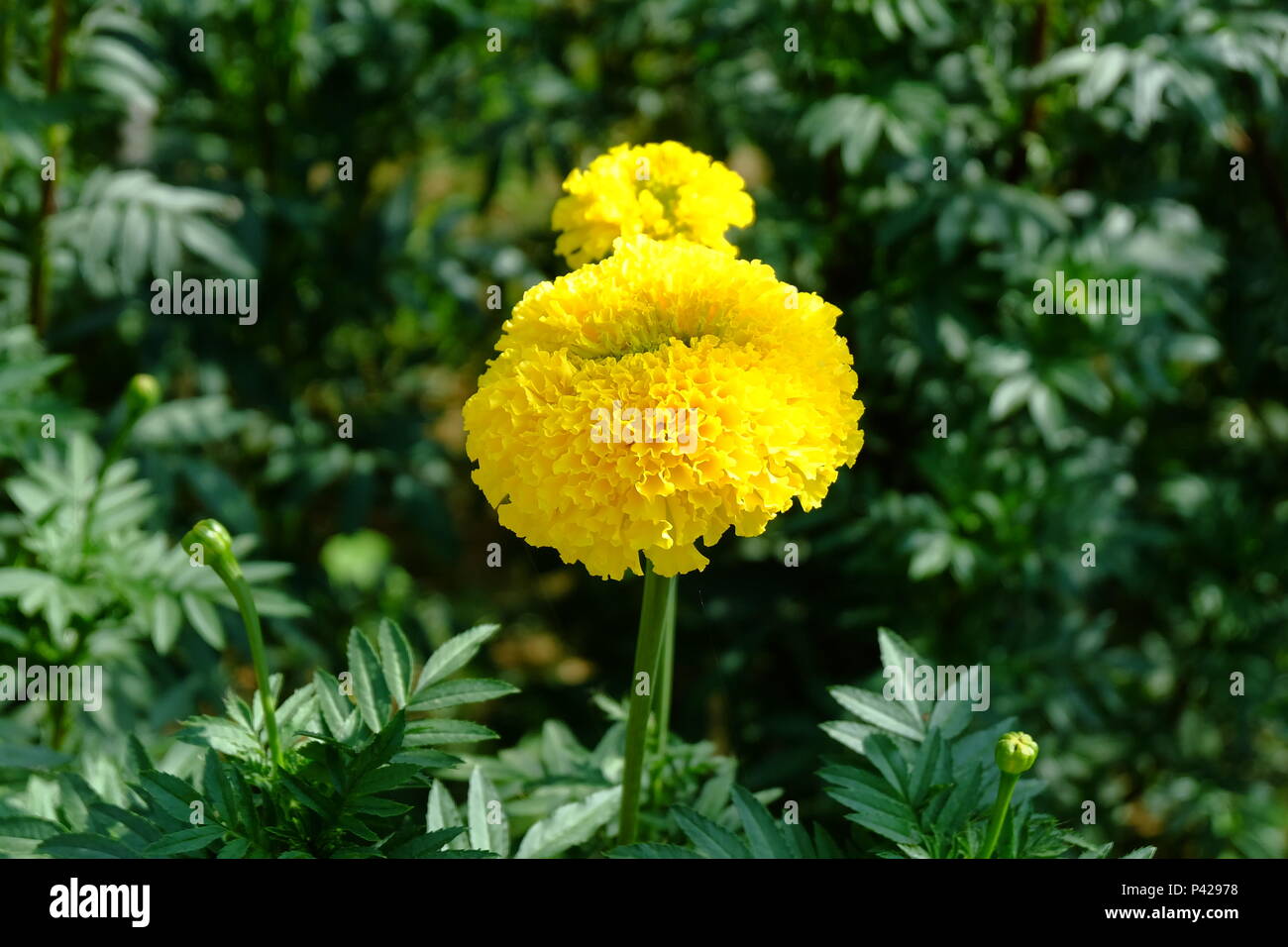 fleur de calendula Banque D'Images