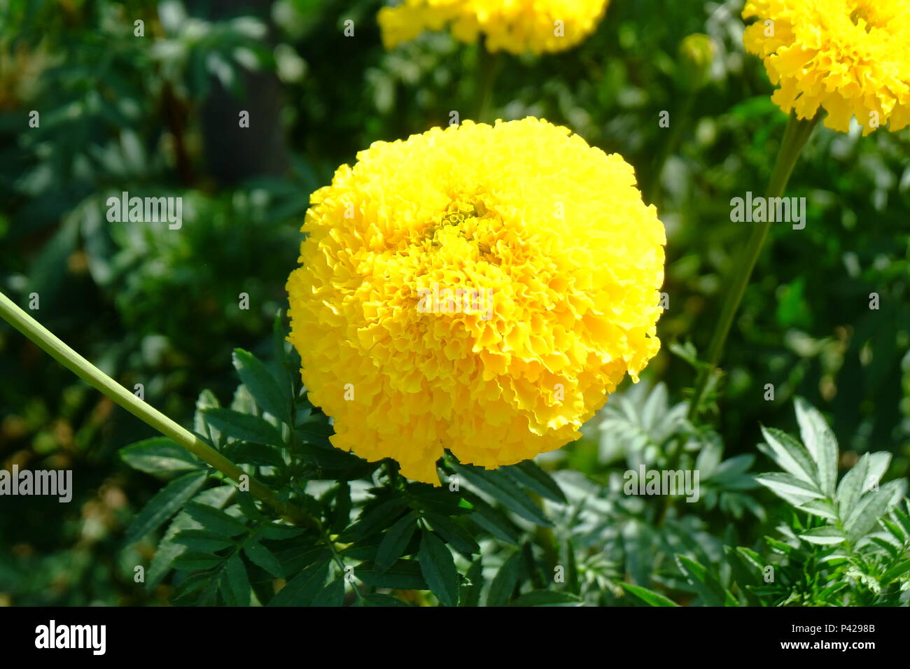 fleur de calendula Banque D'Images