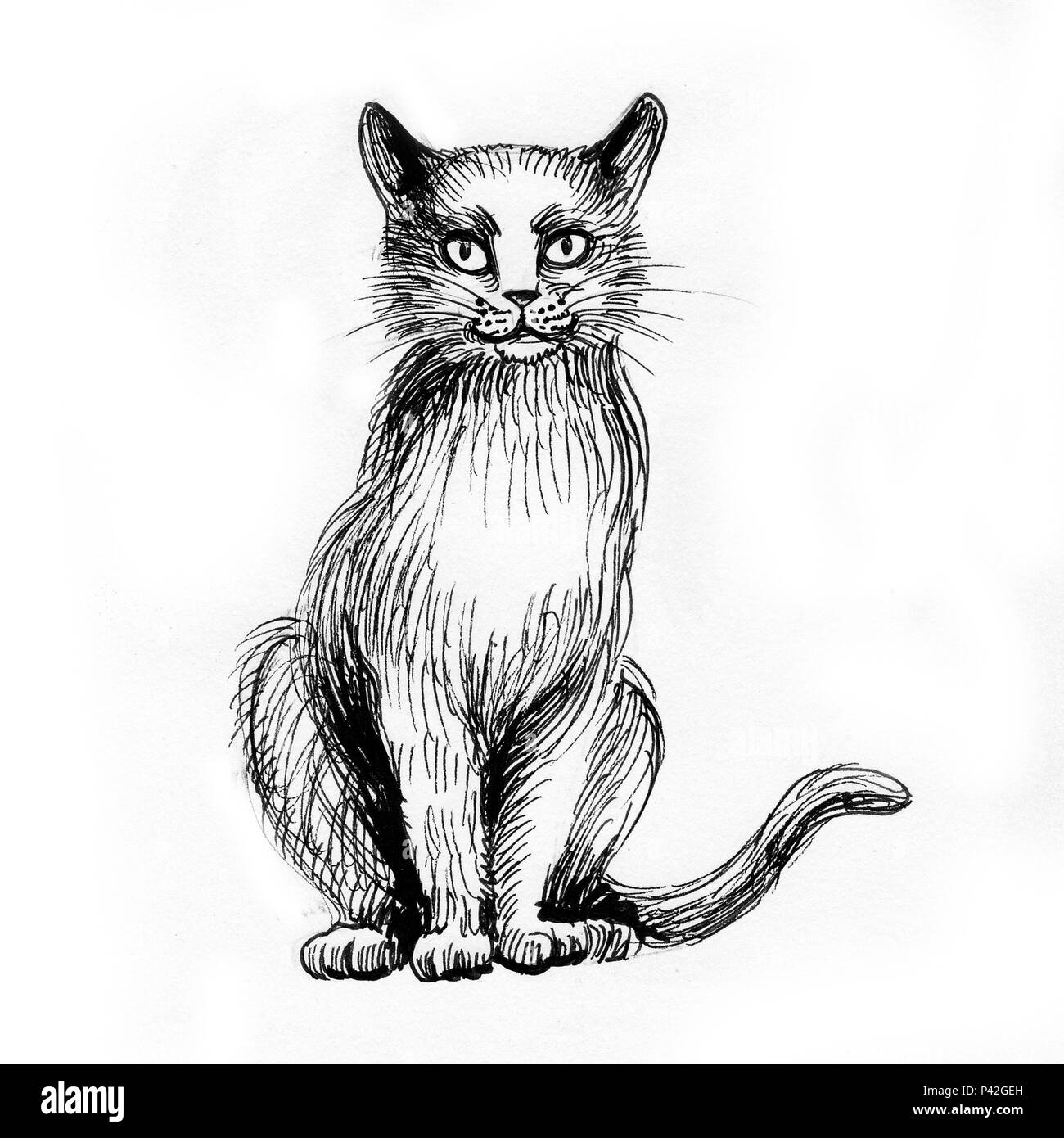 Chat Assis Illustration Noir Et Blanc Encre Photo Stock Alamy