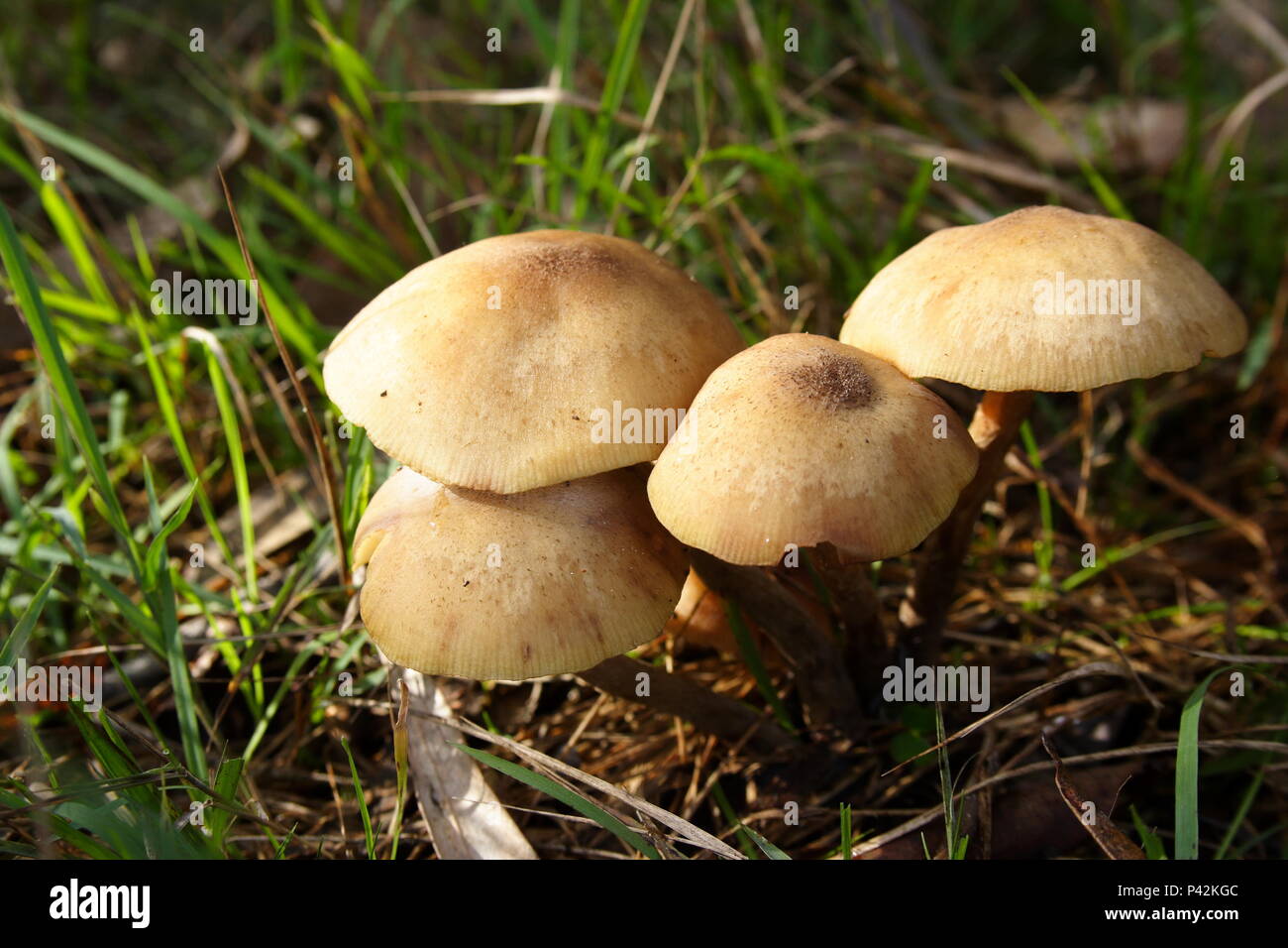 Champignons sauvages poussant dans un cluster Banque D'Images