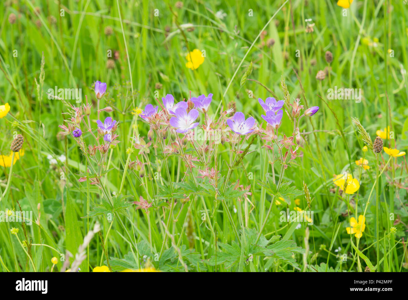 Géranium sanguin Geranium sylvaticum, bois dans un pré Banque D'Images