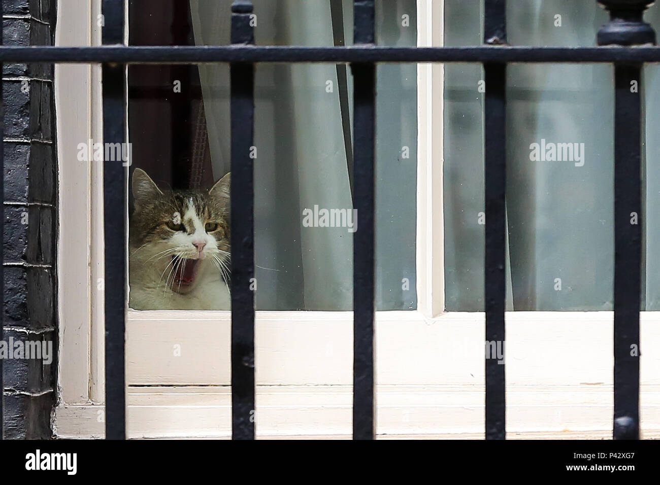 Downing Street. Londres. UK 20 juin 2018. Larry, le 10 Downing Street cat et Chef du Bureau du Cabinet à Mouser assis sur le rebord de fenêtre à l'intérieur No 10 Downing Street. Credit : Dinendra Haria/Alamy Live News Banque D'Images