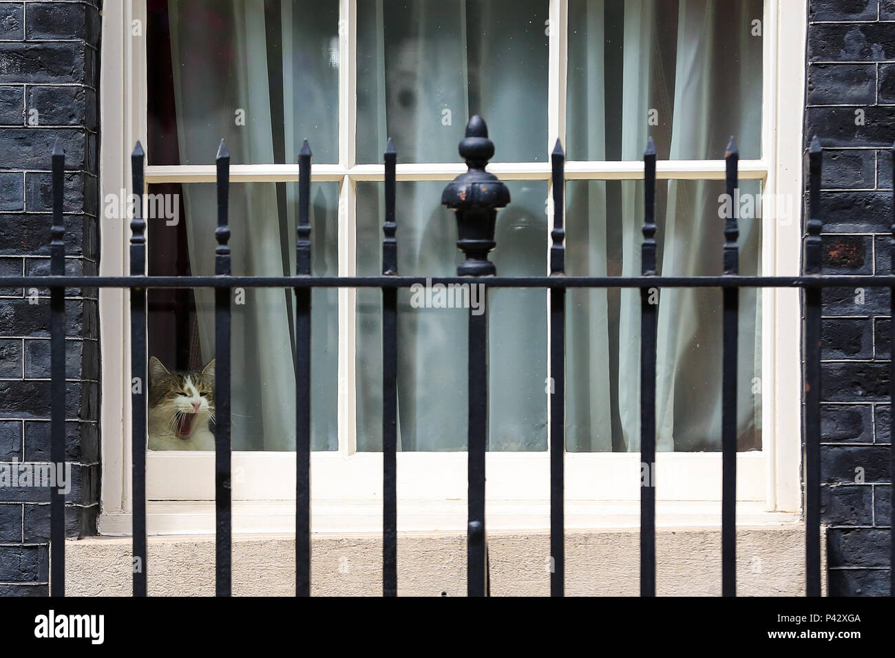 Downing Street. Londres. UK 20 juin 2018. Larry, le 10 Downing Street cat et Chef du Bureau du Cabinet à Mouser assis sur le rebord de fenêtre à l'intérieur No 10 Downing Street. Credit : Dinendra Haria/Alamy Live News Banque D'Images