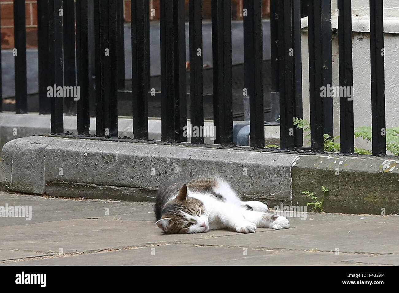 Londres, Royaume-Uni. 20 juin 2018. Larry le 10 Downing Street Cat et chef de Mouser pour le Bureau du Cabinet et le chef résident Palmerston Mouser du Foreign & Commonwealth Office en relaxant Downing Street Crédit : Dinendra Haria/Alamy Live News Banque D'Images