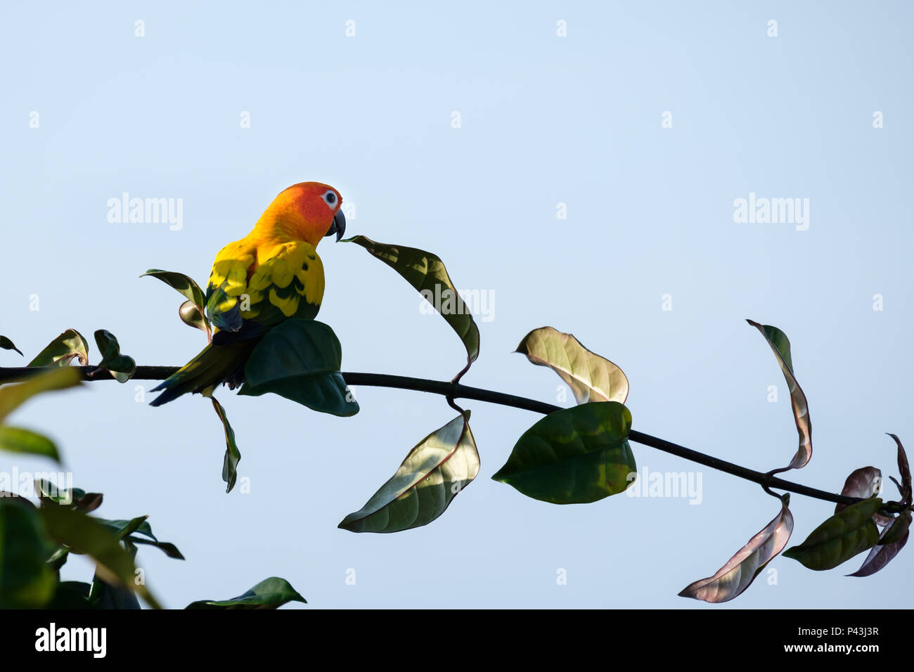 Les inséparables sont sur les branches à la recherche au ciel bleu. Banque D'Images