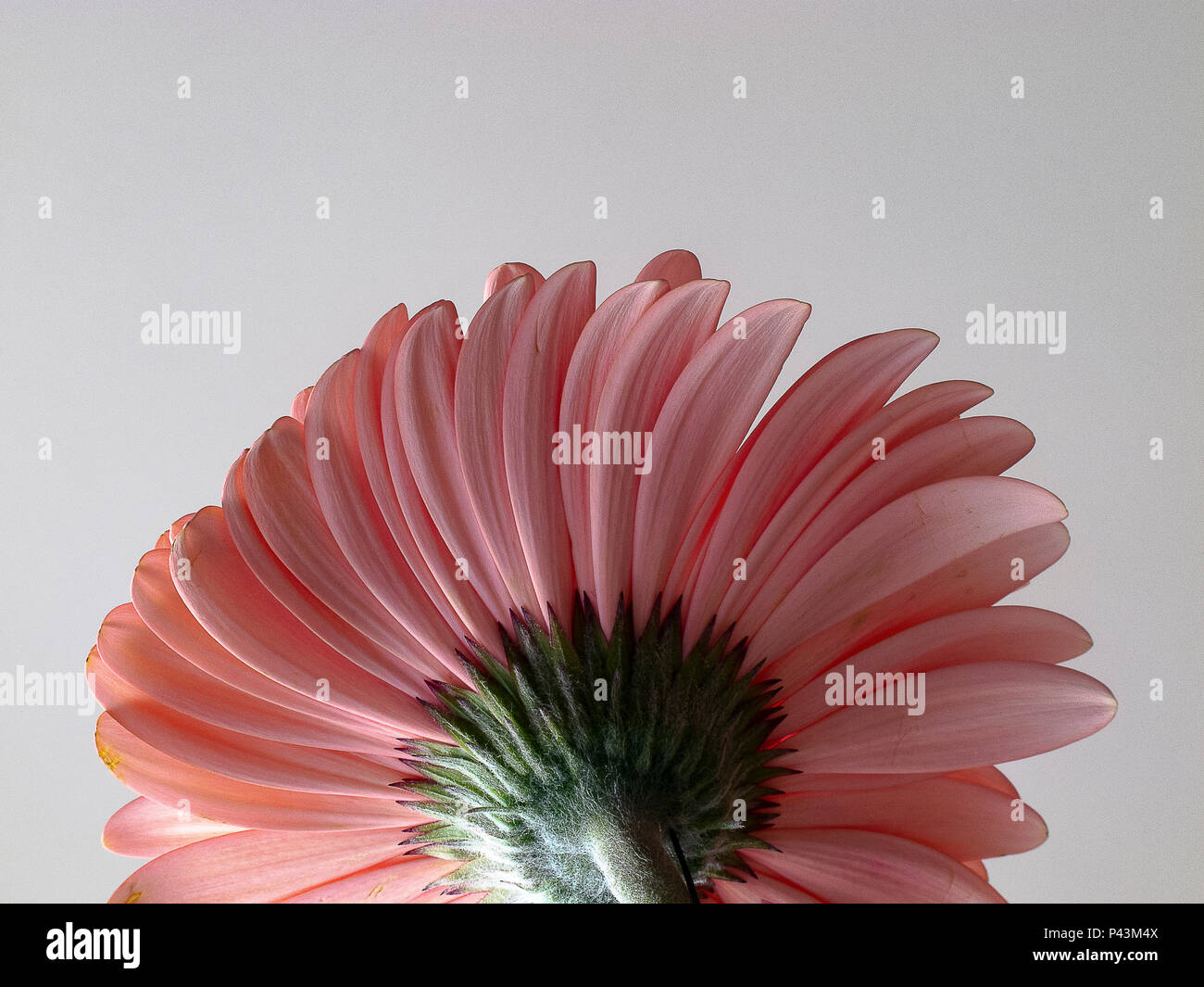 Gerbera rose pétales de fleurs photographié d'en dessous Banque D'Images