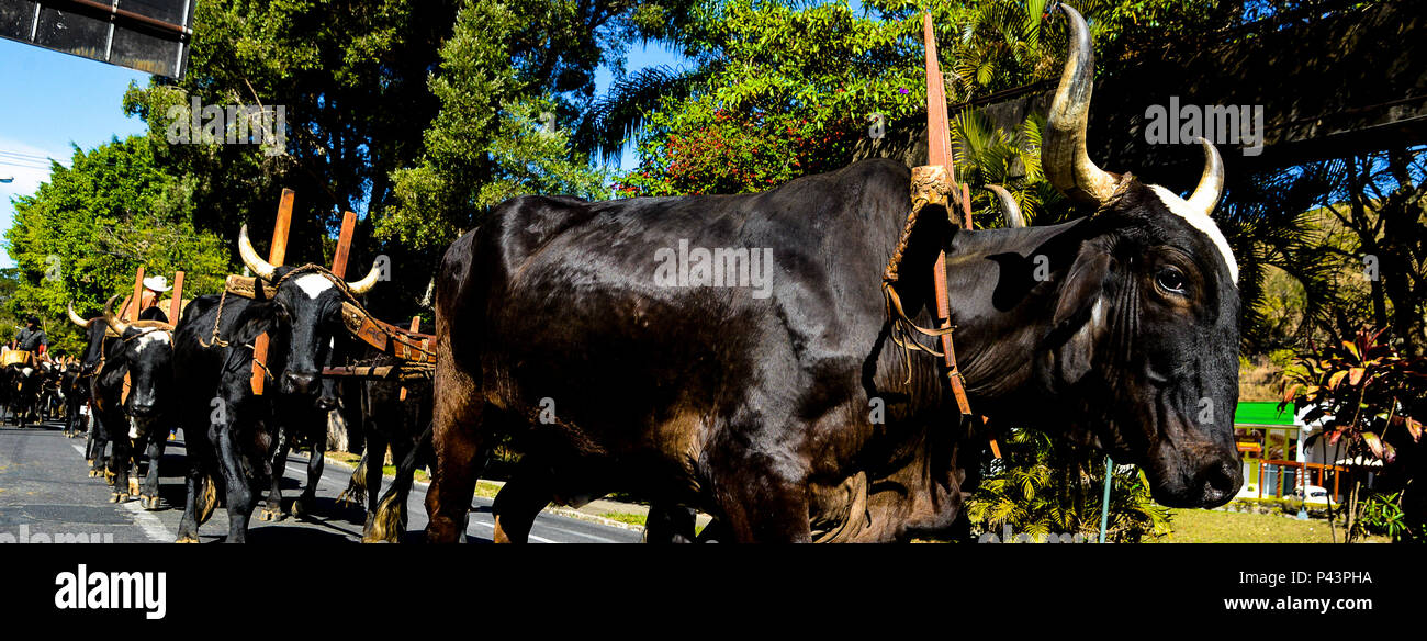 Cavalhada durante un XXXI Festa AUI. PoÃ§os de Caldas/MG, Brasil 25/08/2013. Foto : Alexandre Carvalho / Fotoarena Banque D'Images