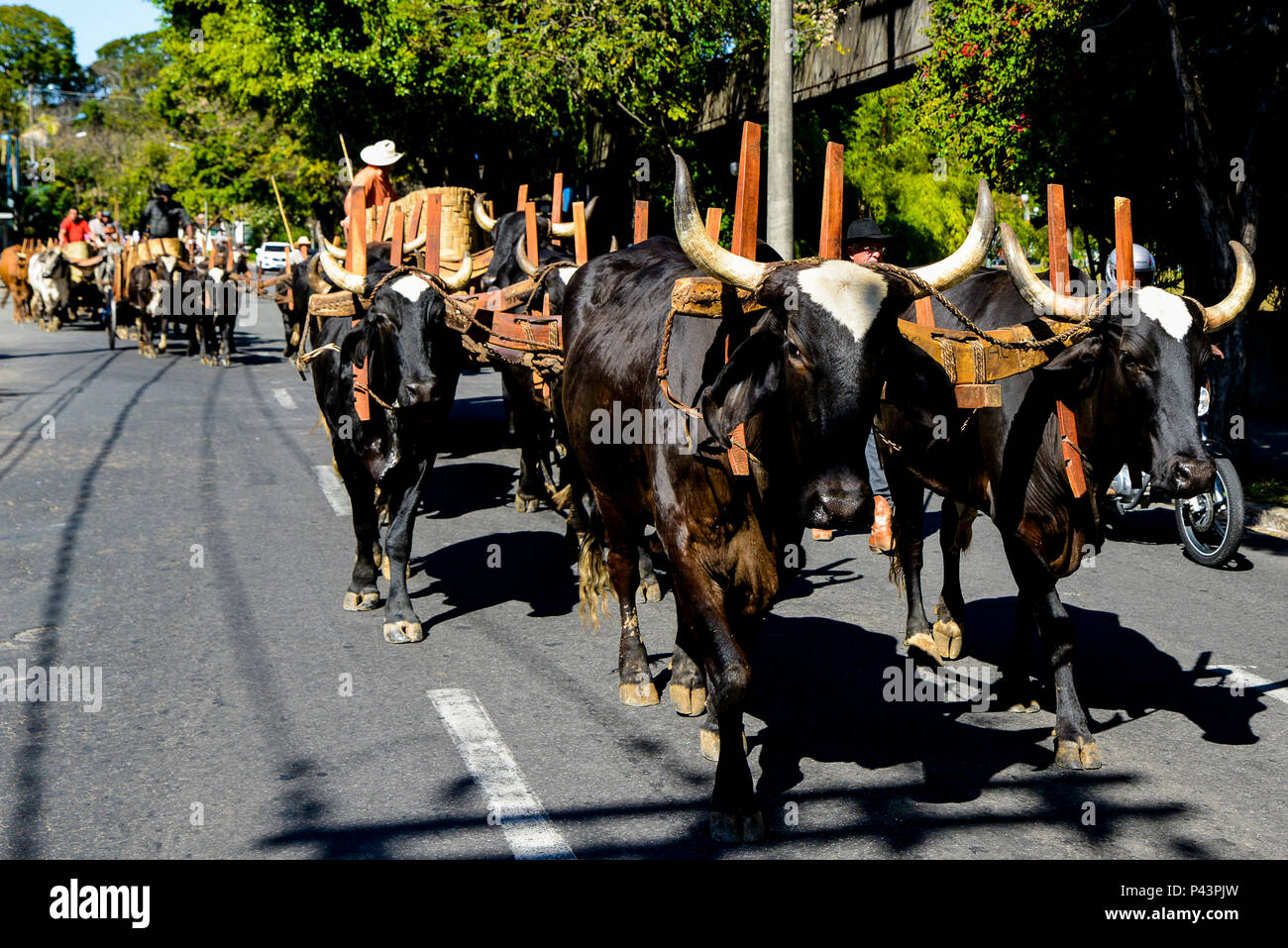 Cavalhada durante un XXXI Festa AUI. PoÃ§os de Caldas/MG, Brasil 25/08/2013. Foto : Alexandre Carvalho / Fotoarena Banque D'Images