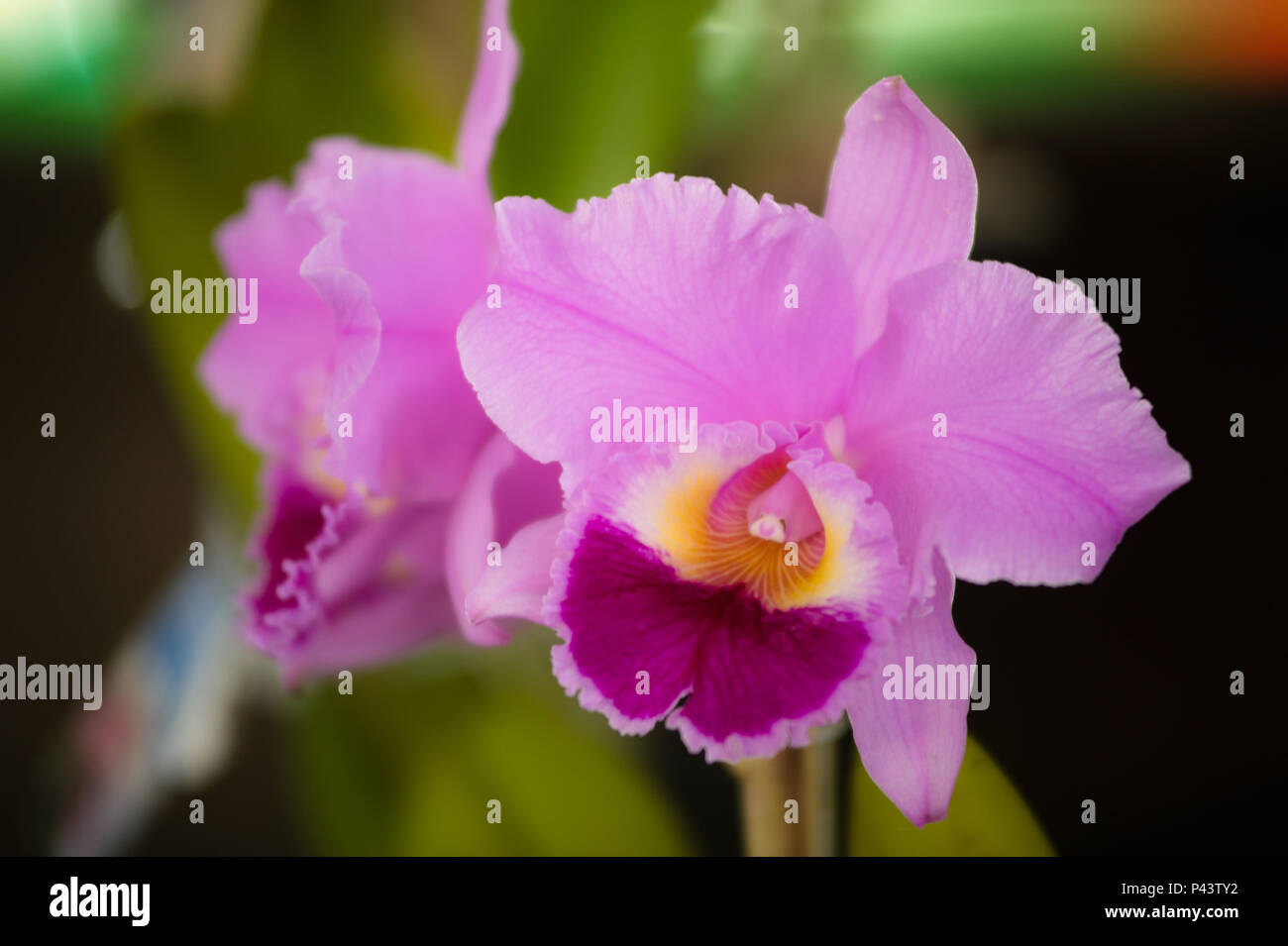 Cattleya Amethystoglossa ExposiÃ ExpoÃ¡ - na§Ã£o de OrquÃ-deas e Plantas Ornamentais de PoÃ¡. POÃ/SP, Brasil 06/09/2013. (Foto : Julien Pereira / Fotoarena) Trianae réel Rose na ExpoÃ¡§ExposiÃ - Ã£o de OrquÃ-deas e Plantas Ornamentais de PoÃ¡. POÃ/SP, Brasil 06/09/2013. (Foto : Julien Pereira / Fotoarena) Banque D'Images
