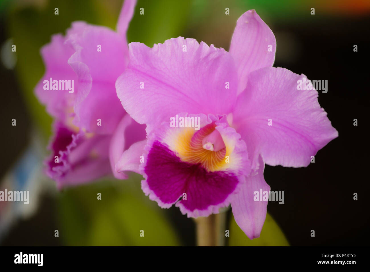 Cattleya Amethystoglossa ExposiÃ ExpoÃ¡ - na§Ã£o de OrquÃ-deas e Plantas Ornamentais de PoÃ¡. POÃ/SP, Brasil 06/09/2013. (Foto : Julien Pereira / Fotoarena) Trianae réel Rose na ExpoÃ¡§ExposiÃ - Ã£o de OrquÃ-deas e Plantas Ornamentais de PoÃ¡. POÃ/SP, Brasil 06/09/2013. (Foto : Julien Pereira / Fotoarena) Banque D'Images