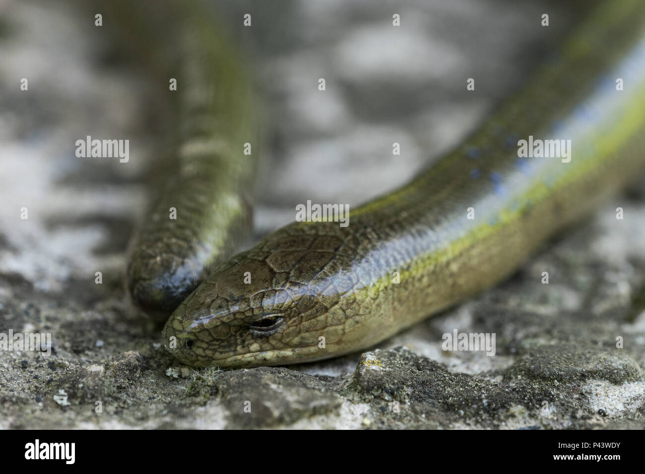 Lézard sans pattes (Anguis fragilis) dans l'habitat naturel. Homme Banque D'Images